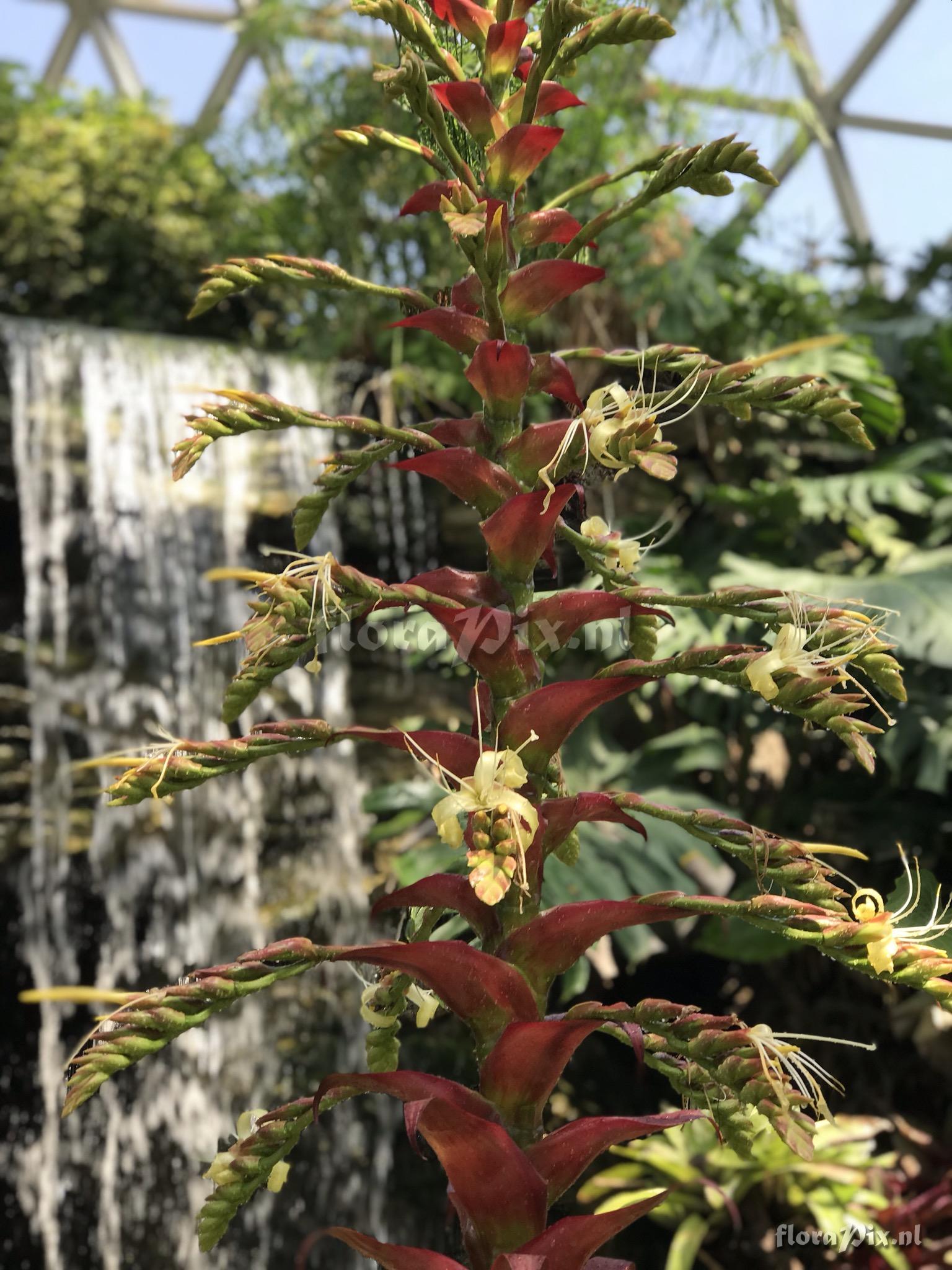 Alcantarea imperialis