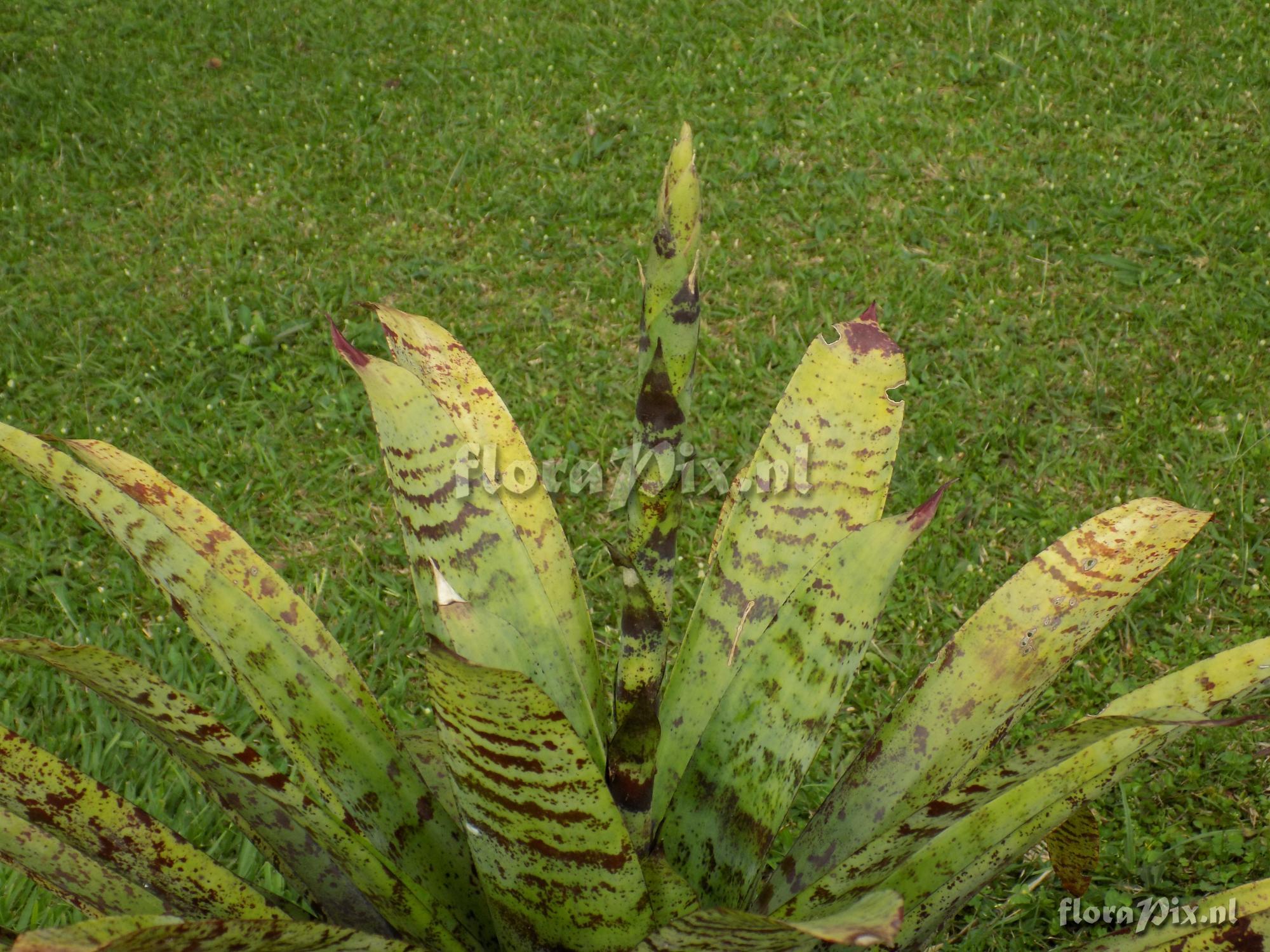 Lutheria glutinosa