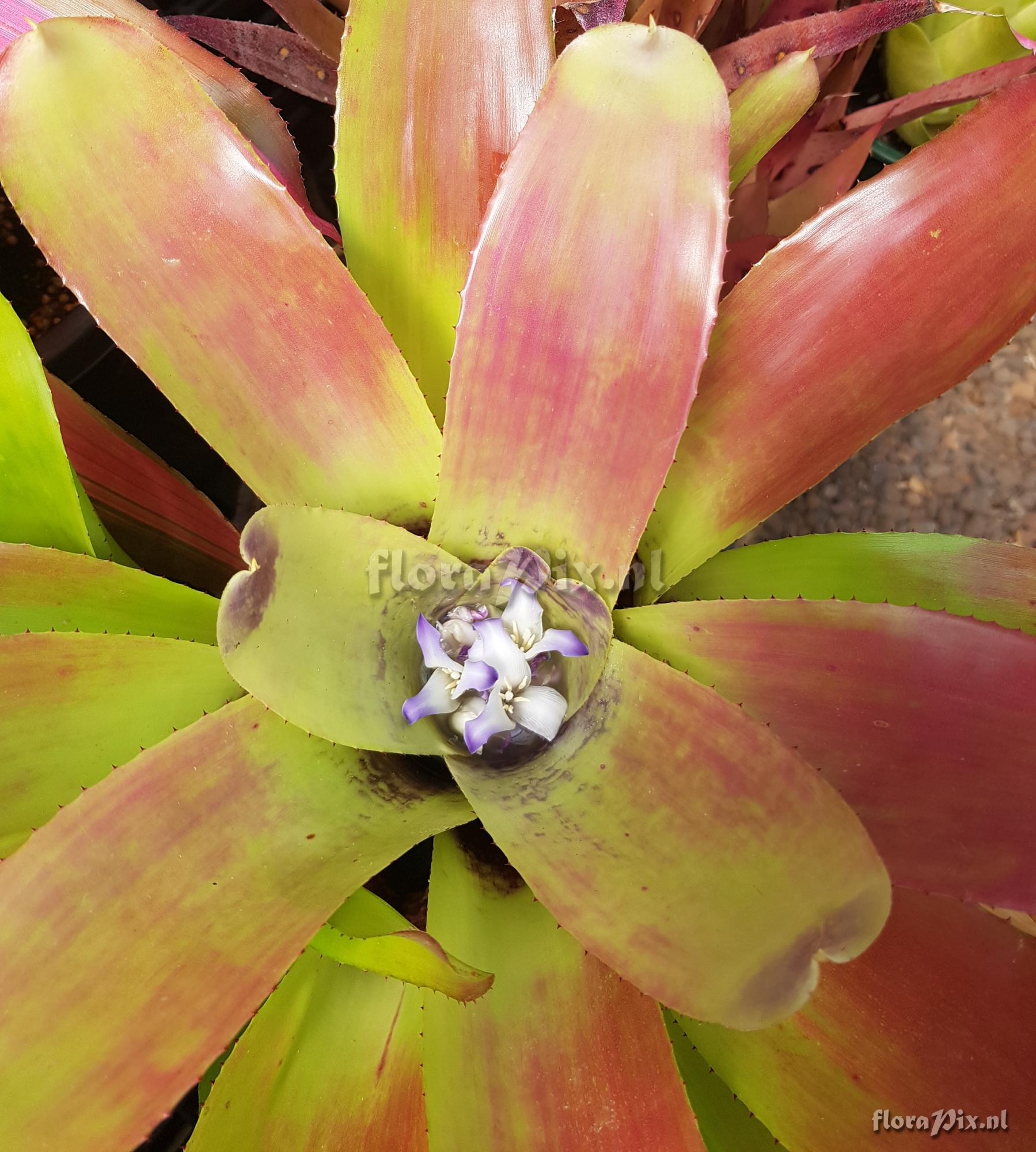 Neoregelia brownii