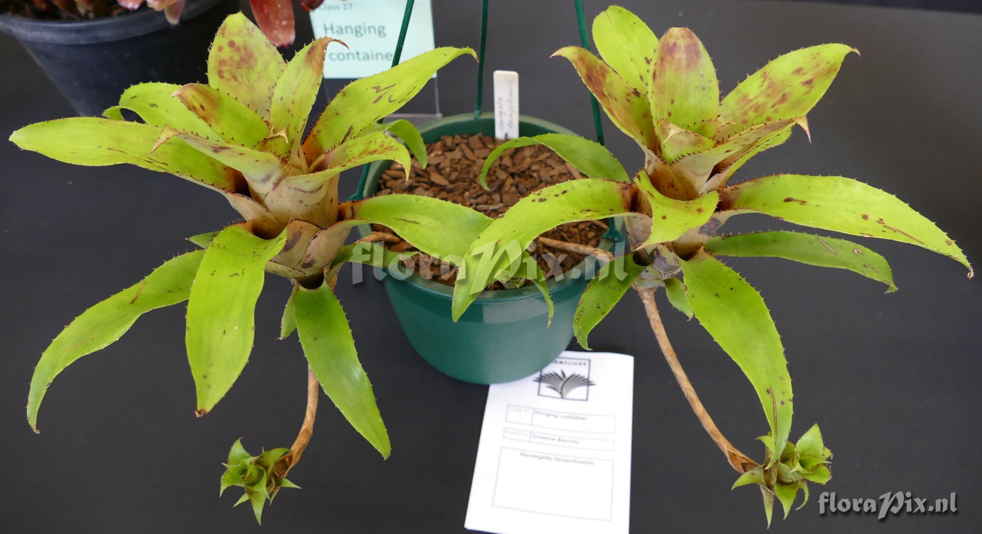 Neoregelia tarapotoensis