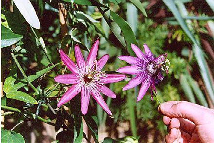 Passiflora Cupid