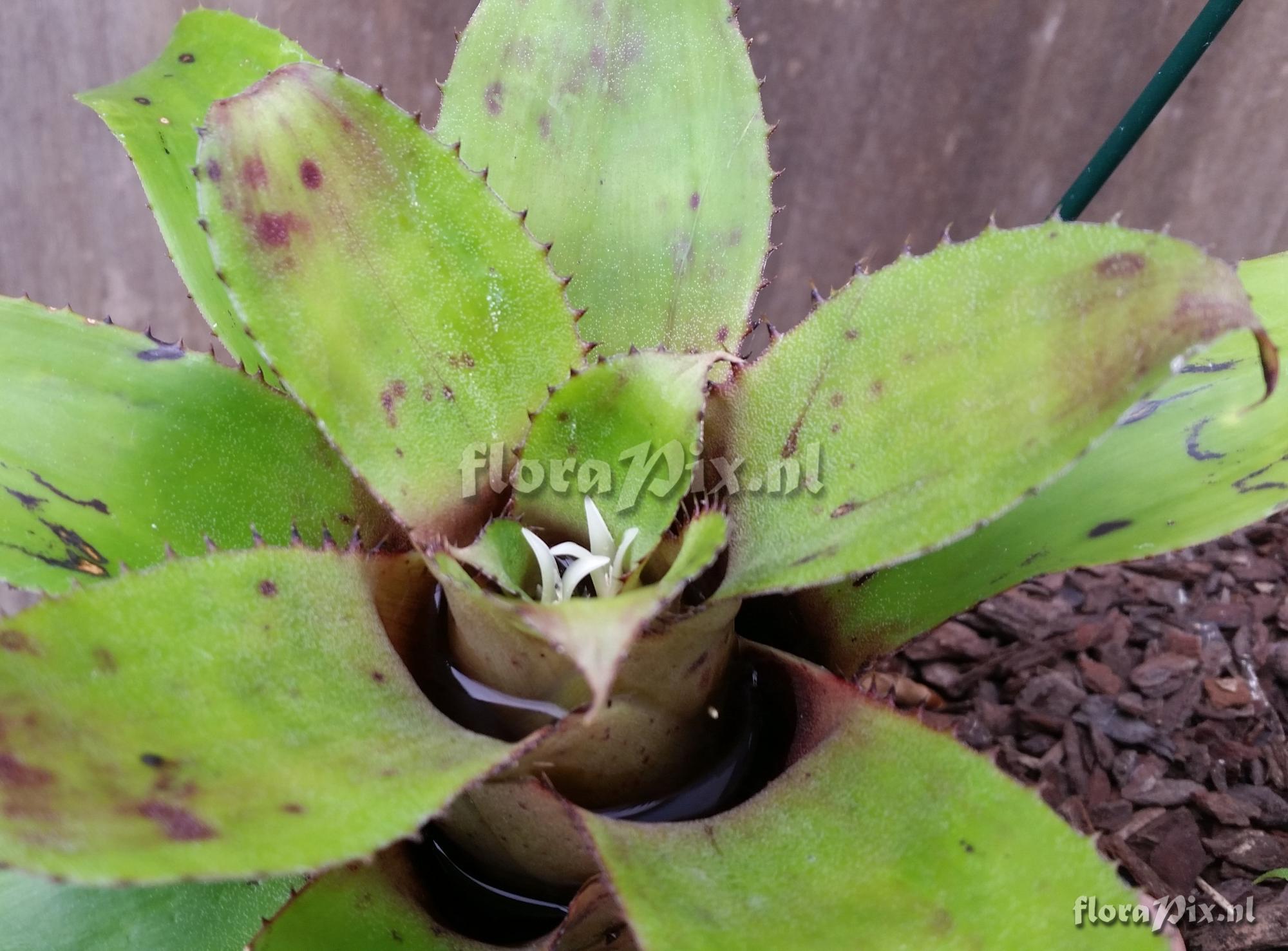 Neoregelia tarapotoensis