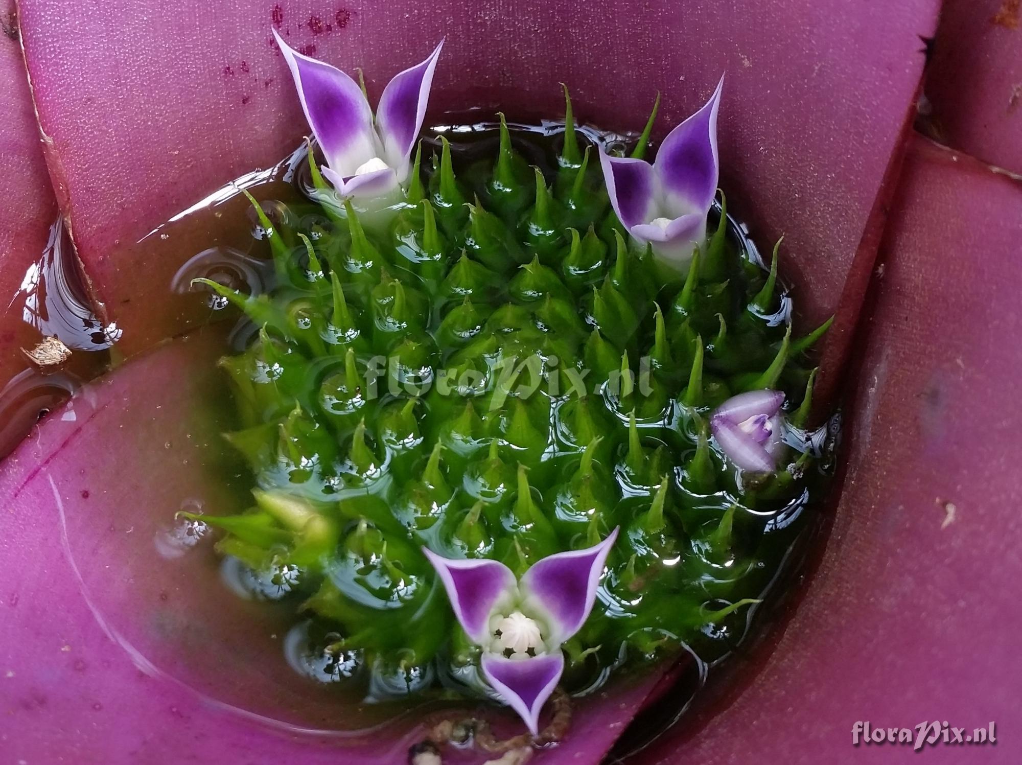 Neoregelia odorata