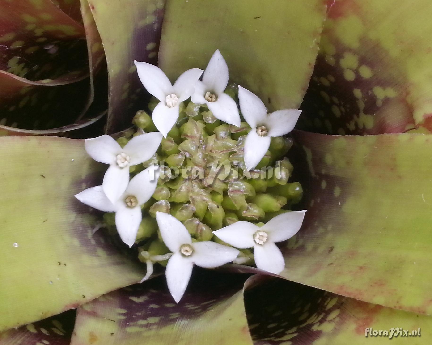 Neoregelia laevis f. maculata