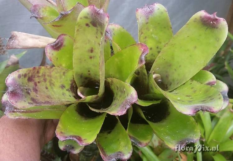 Neoregelia tenebrosa