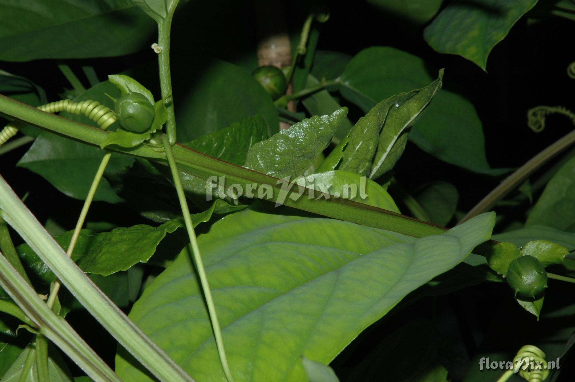 Passiflora alata