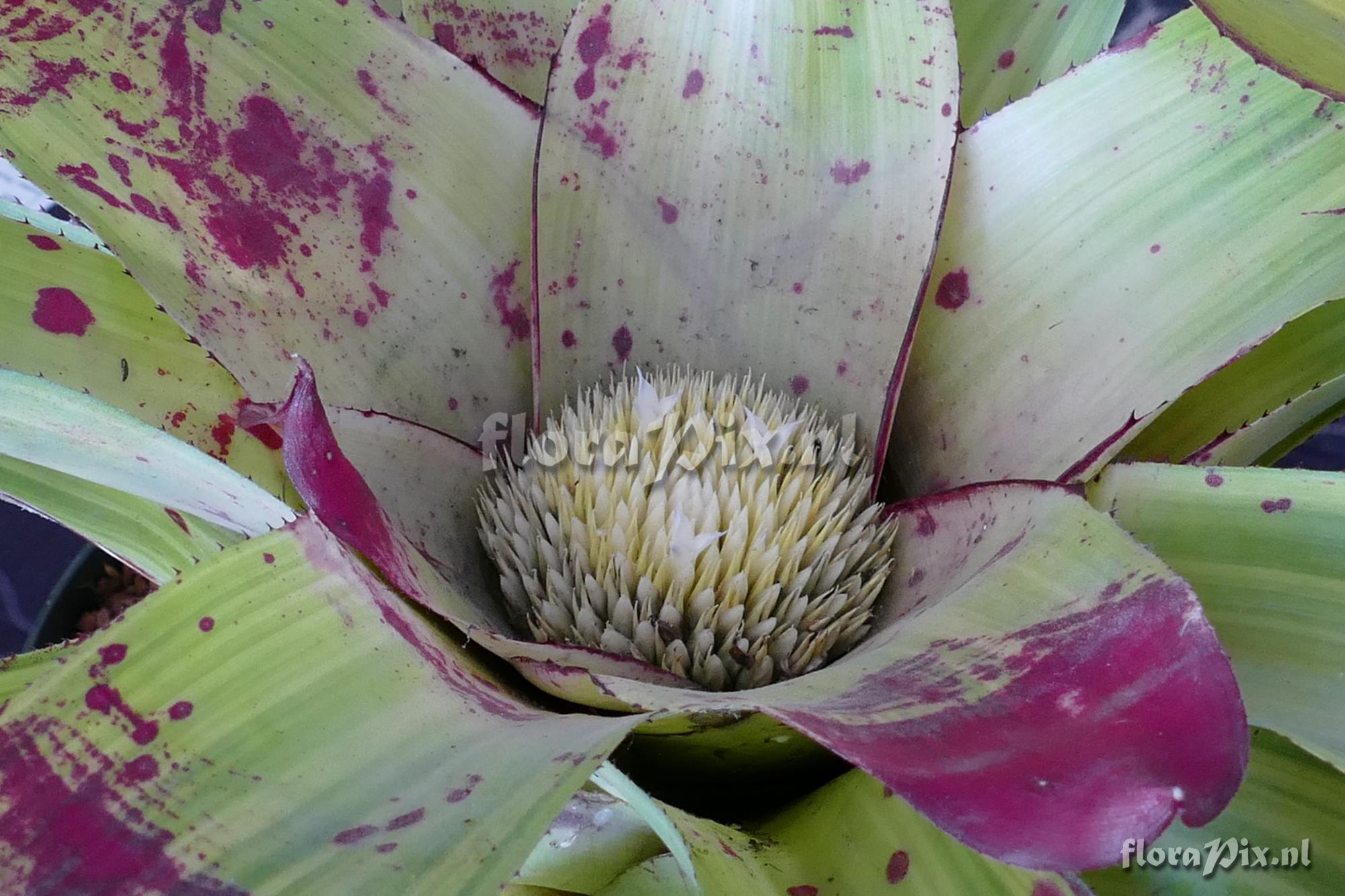 Neoregelia johannis