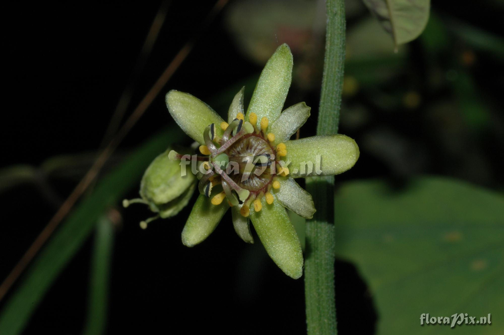 Passiflora allantophylla