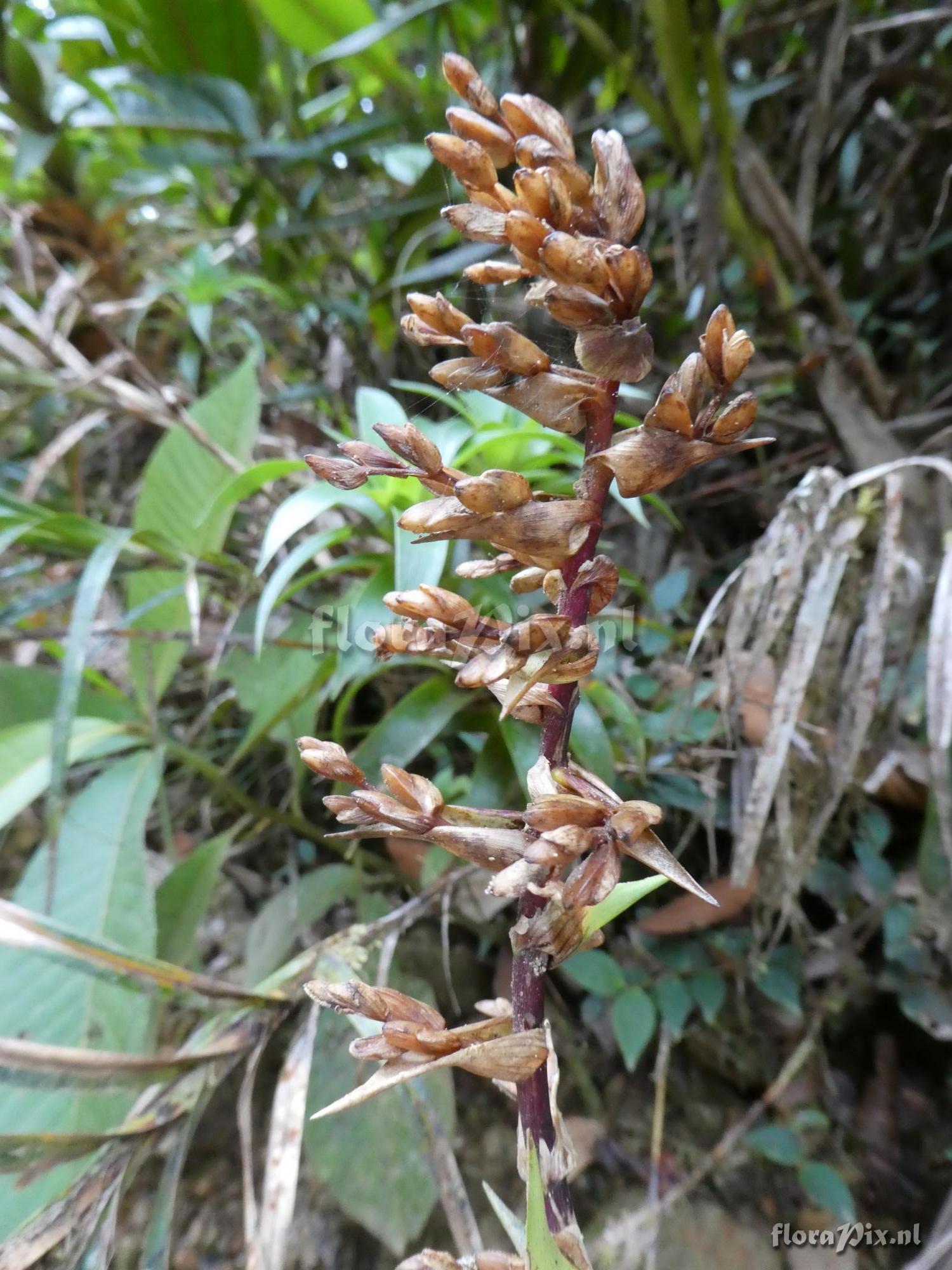 Guzmania gracilior