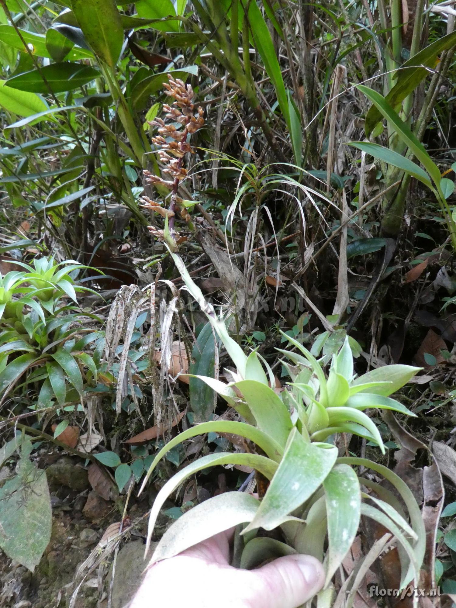 Guzmania gracilior