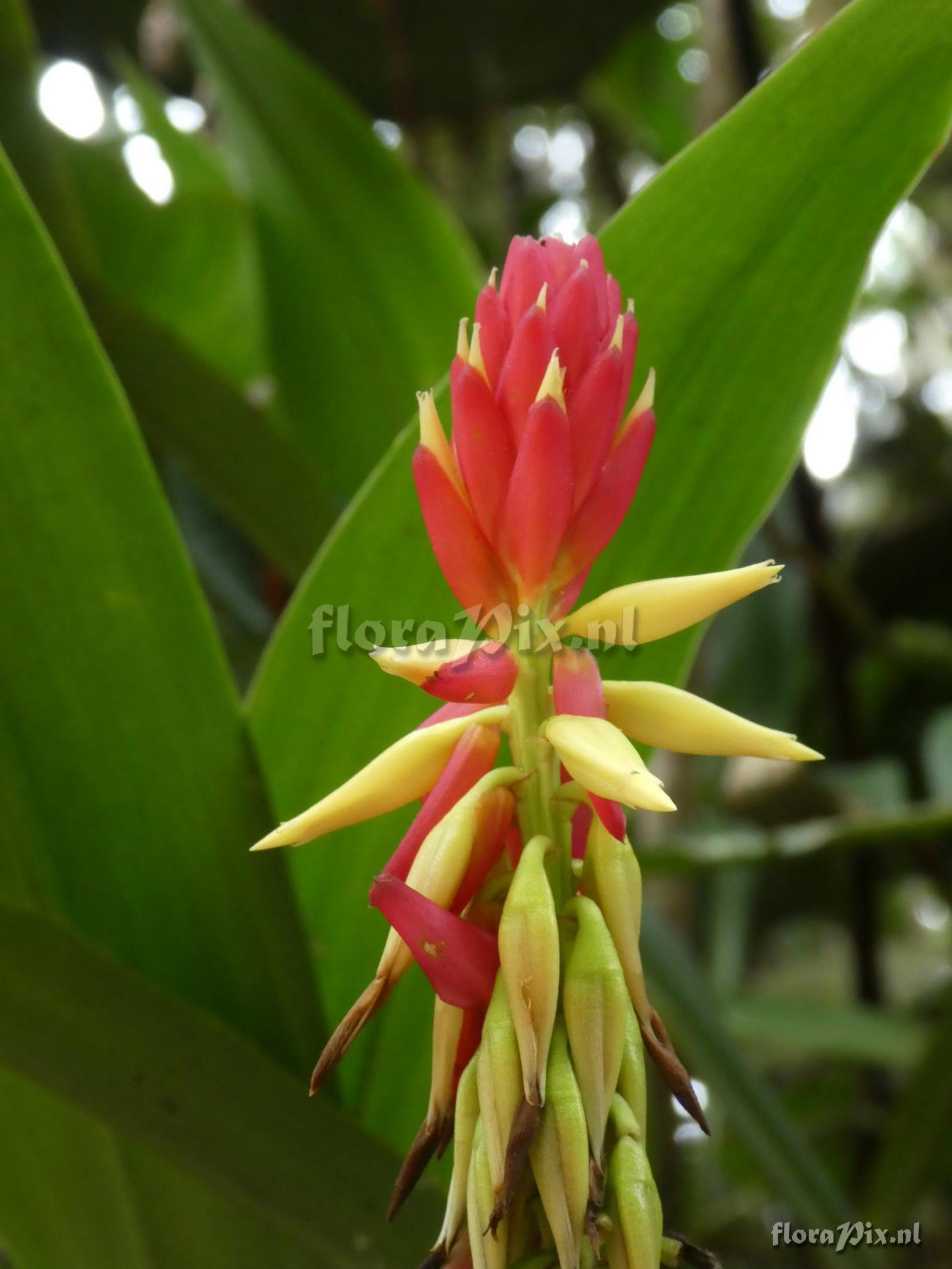 Pitcairnia kniphofioides