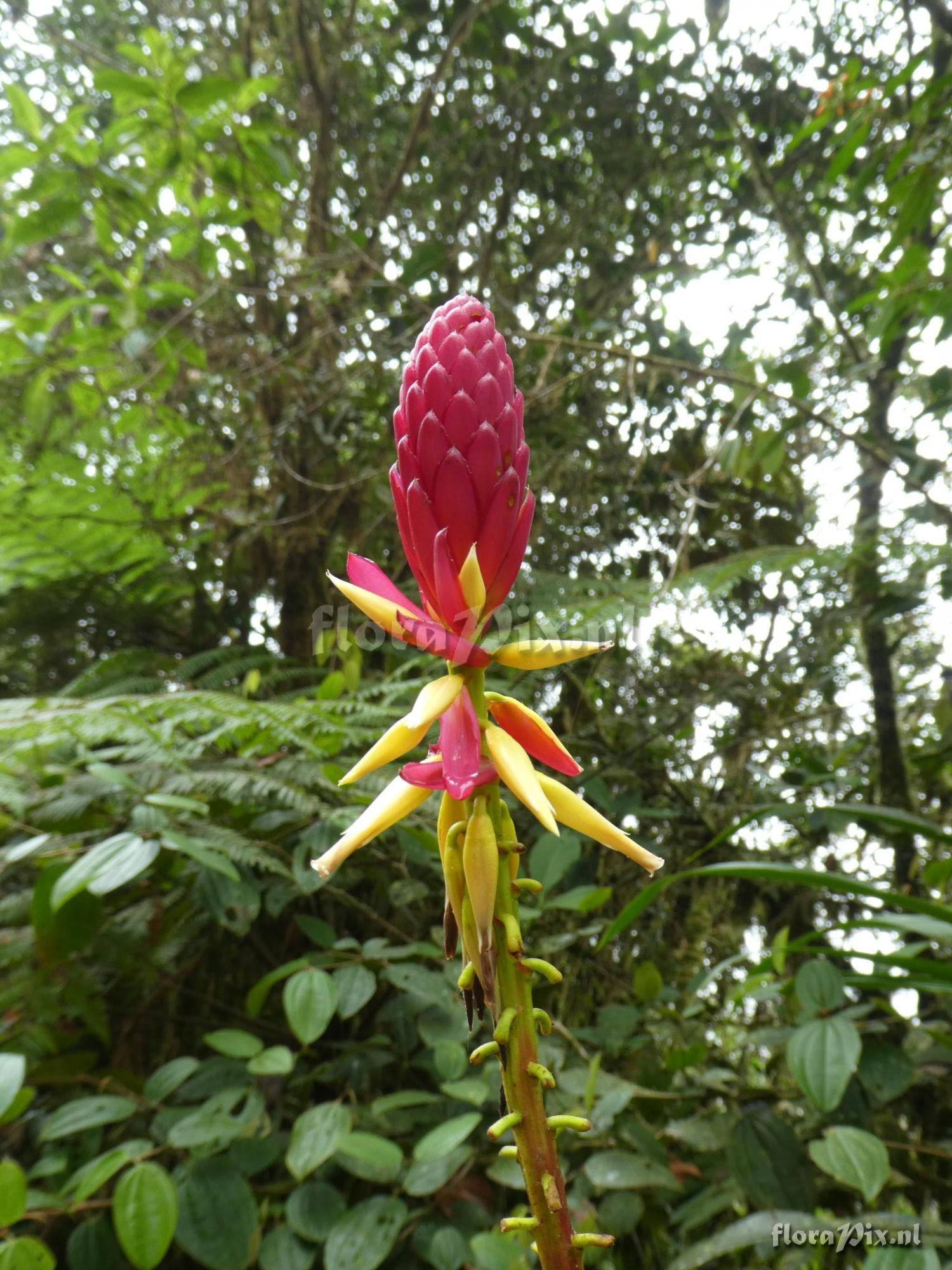 Pitcairnia kniphofioides