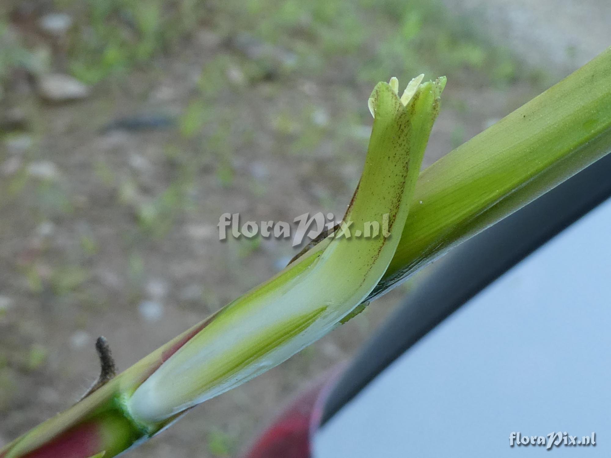 Lutheria sp.?