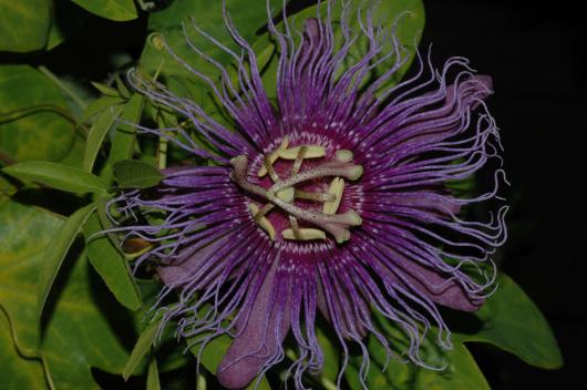 Passiflora cincinnata 'Dark pollen'