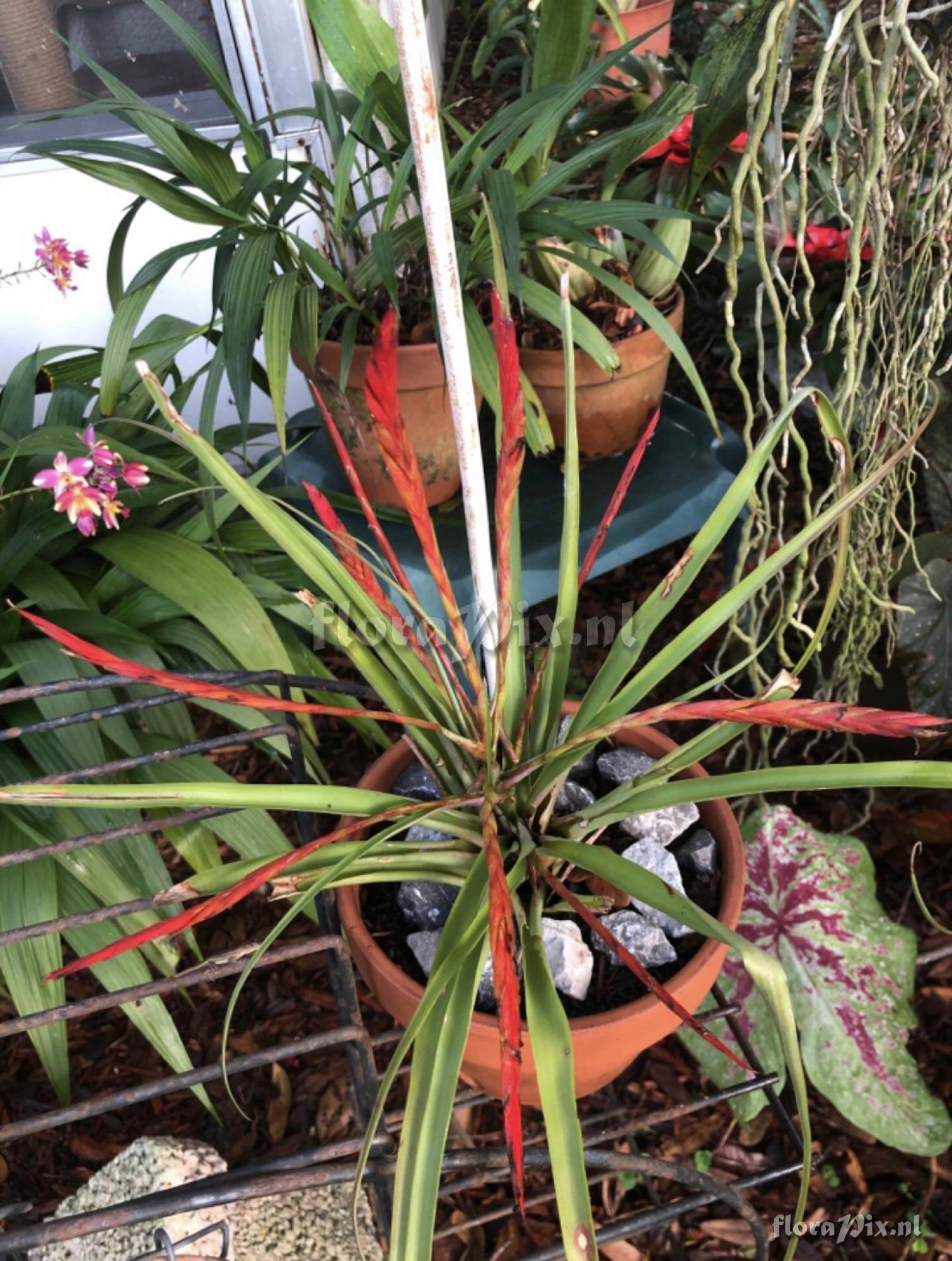 Tillandsia flabellata