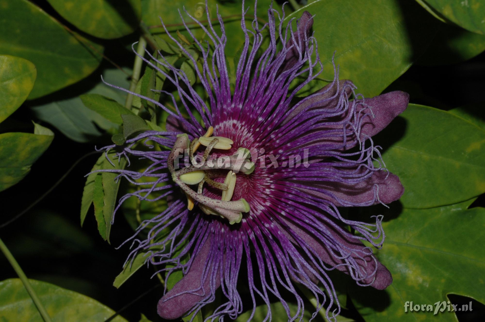 Passiflora cincinnata 