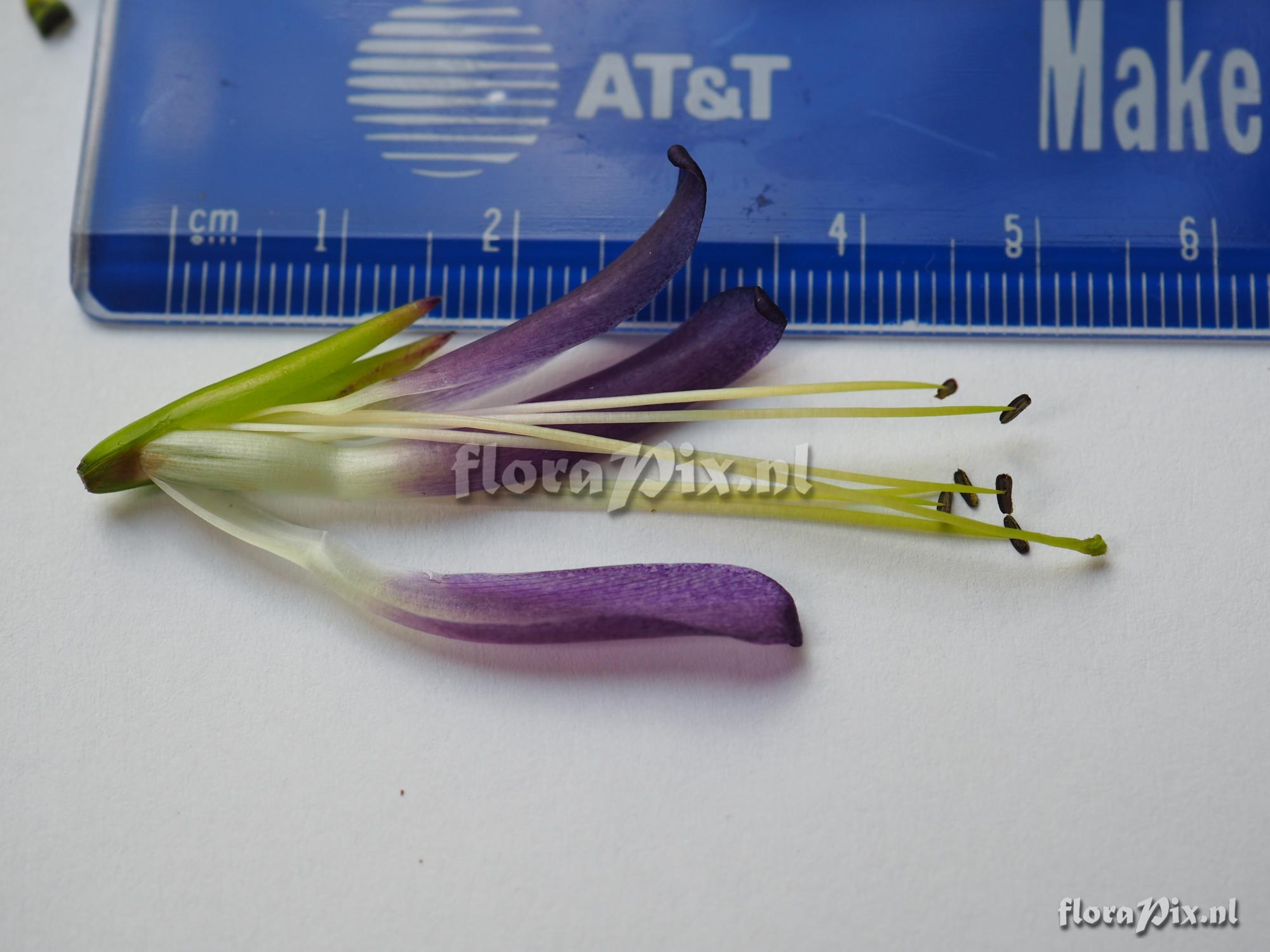 Tillandsia cf. propagulifera