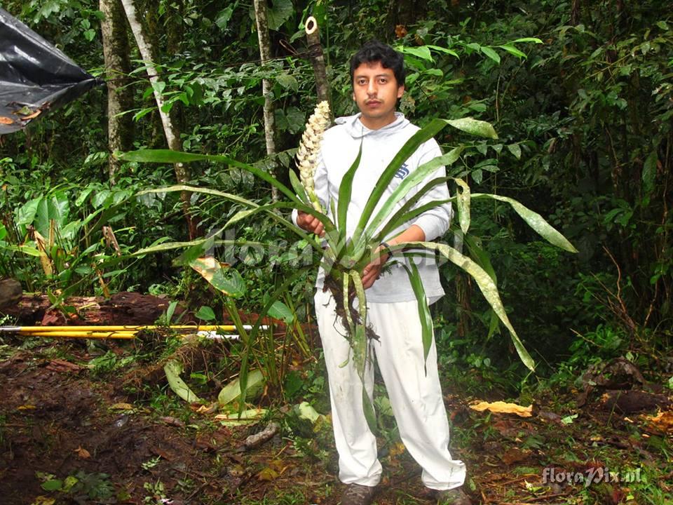 Aechmea hoppii