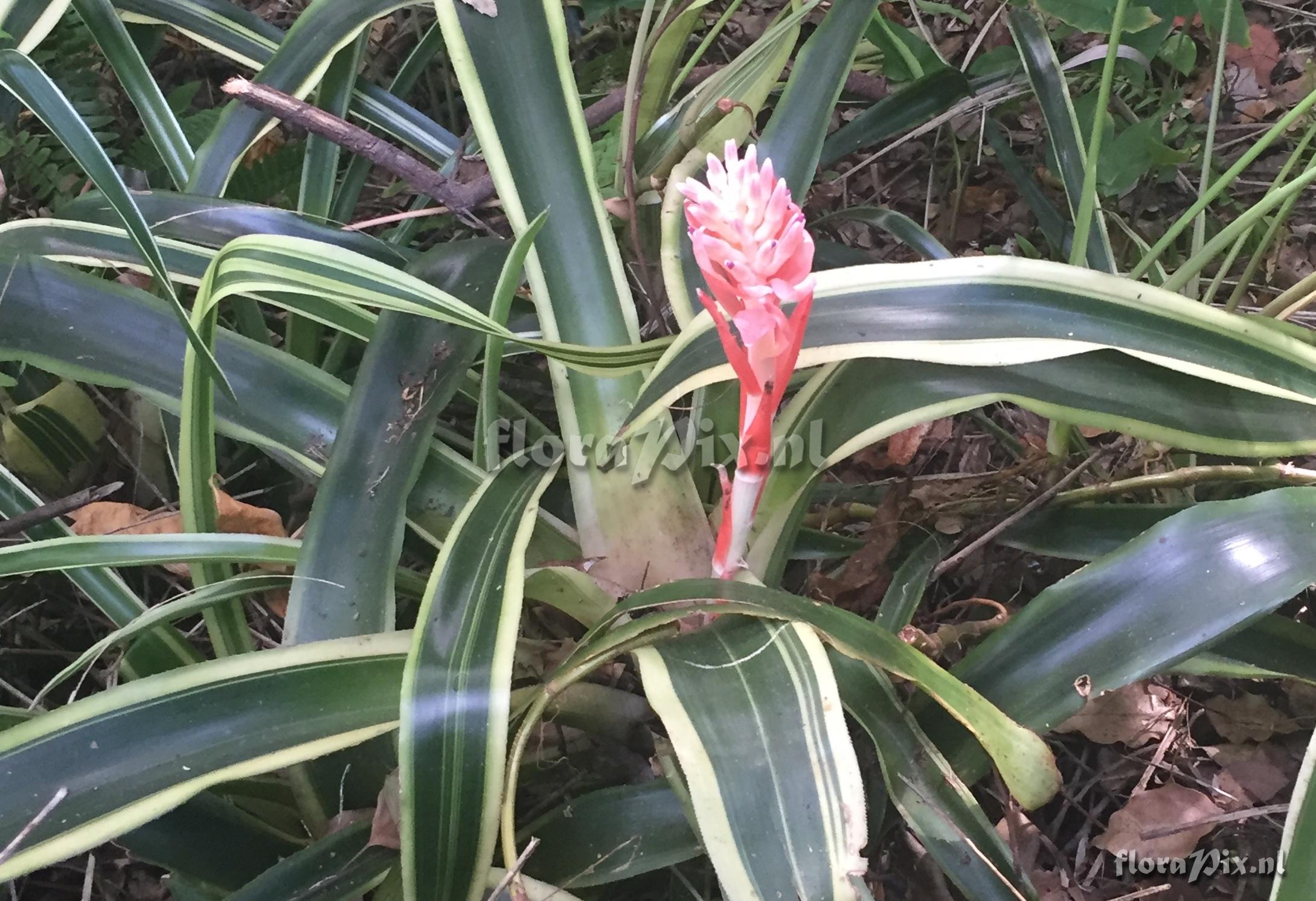 Billbergia 