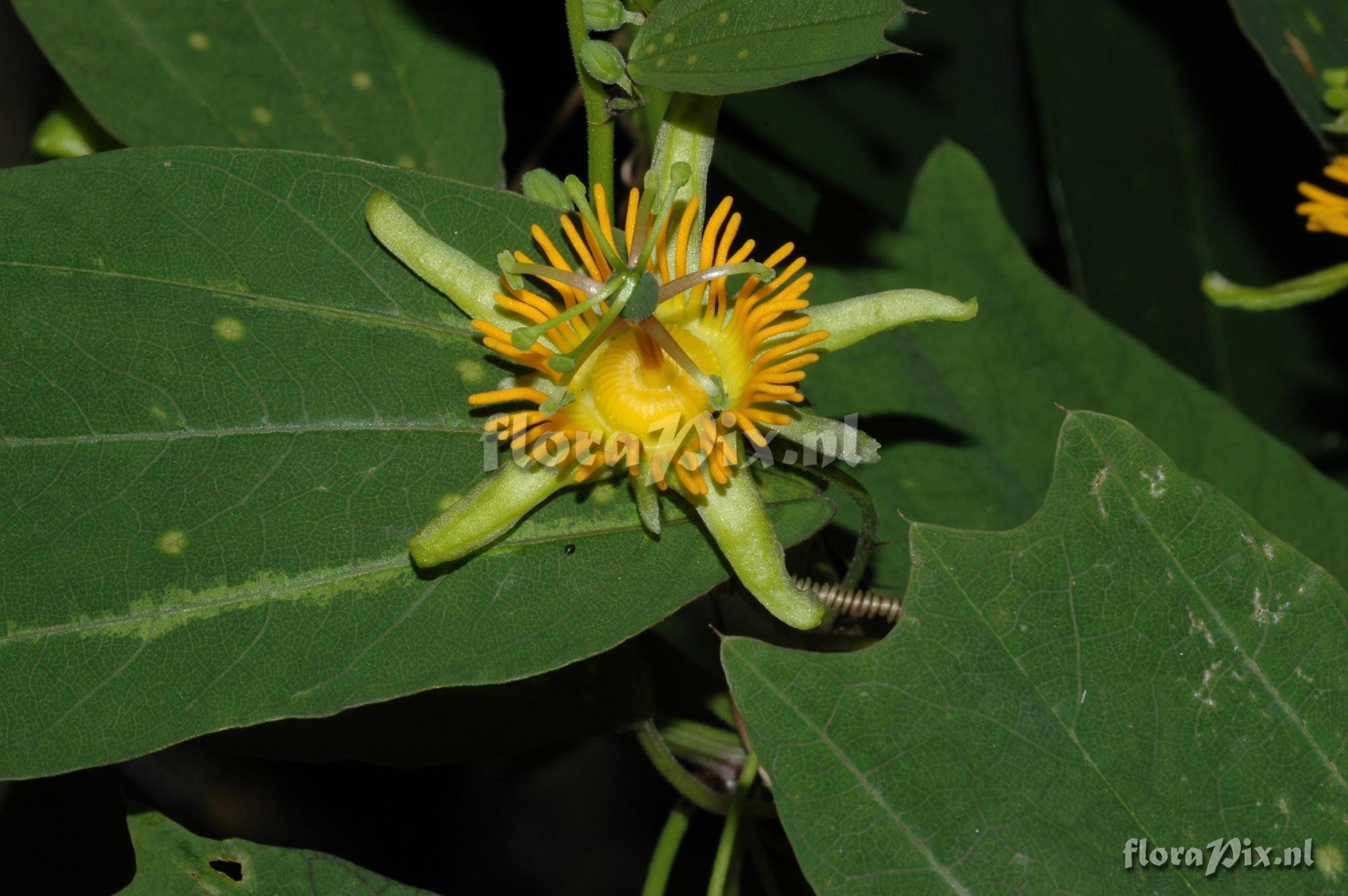 Passiflora gilbertiana