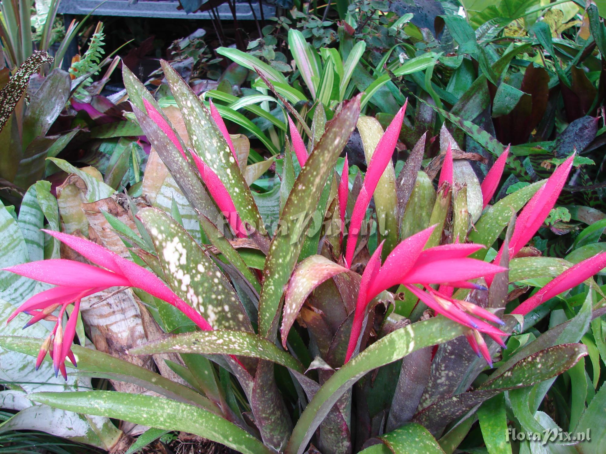 Billbergia saundersii