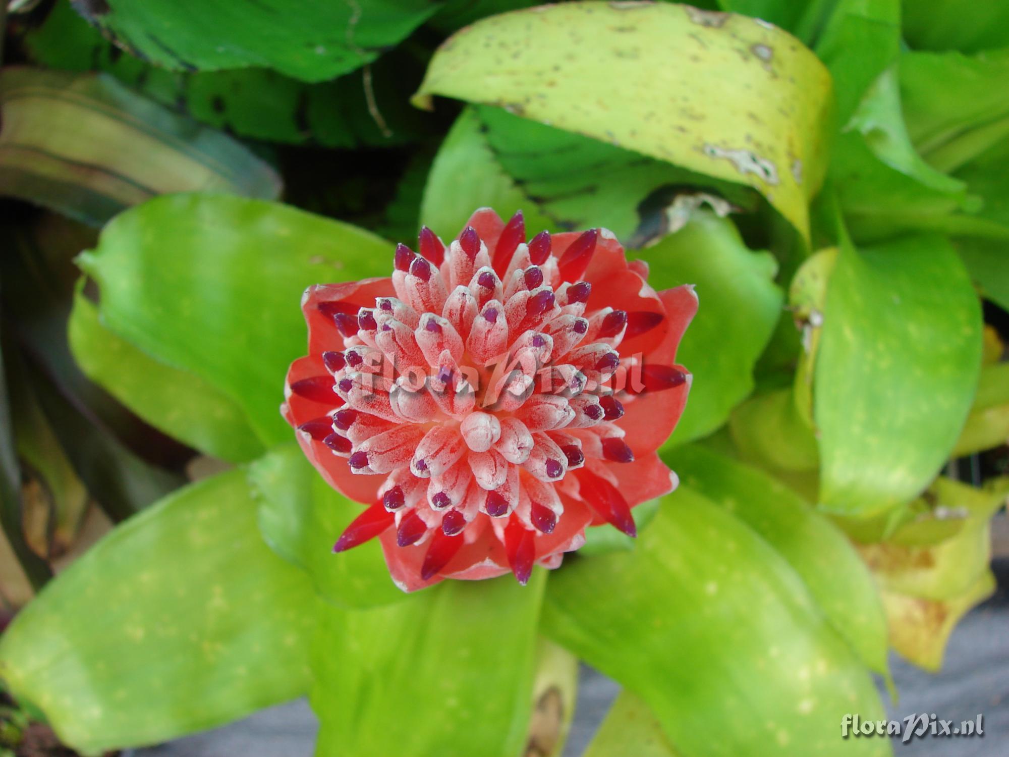 Billbergia pyramidalis