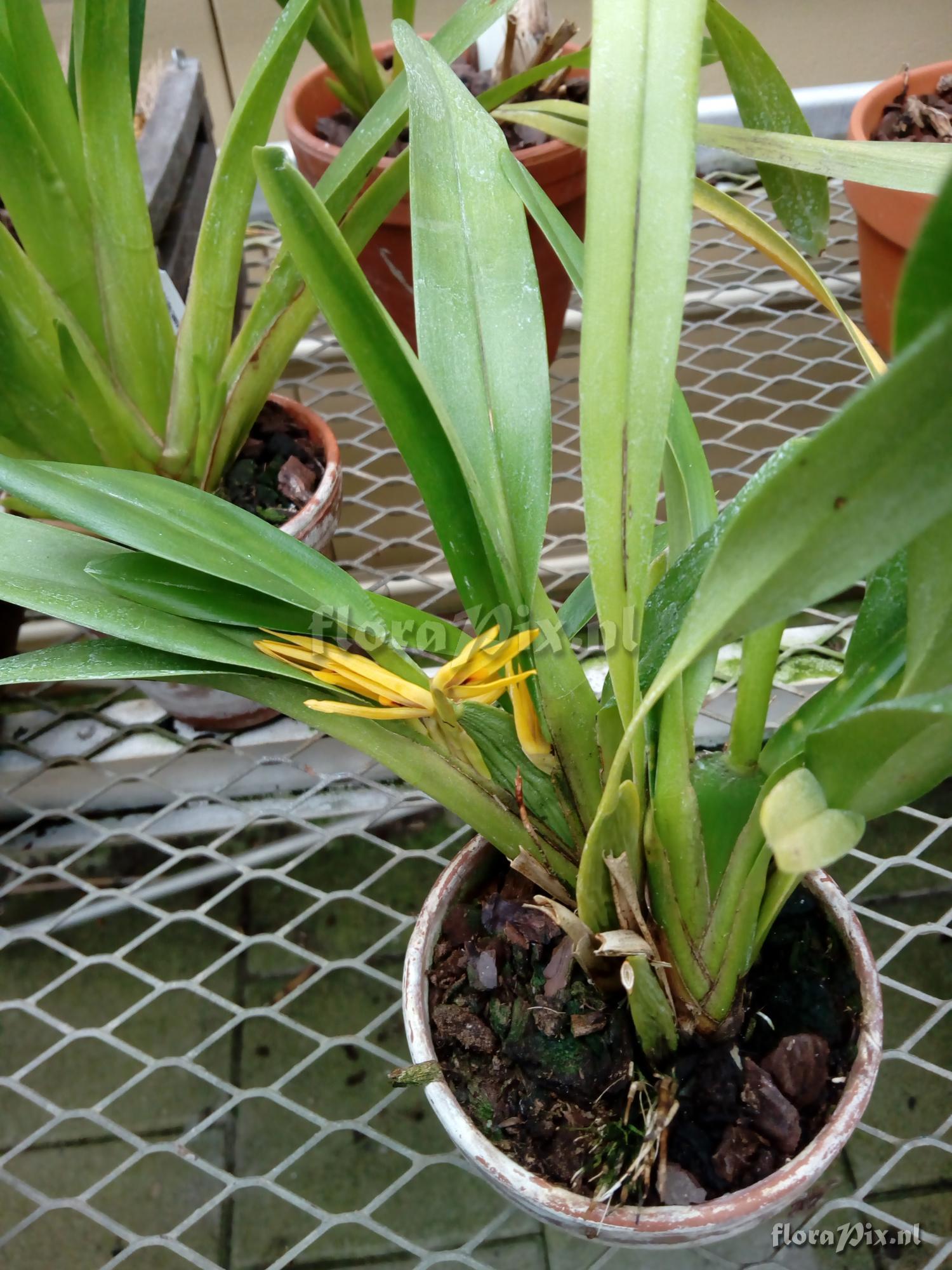 Maxillaria ochroleuca