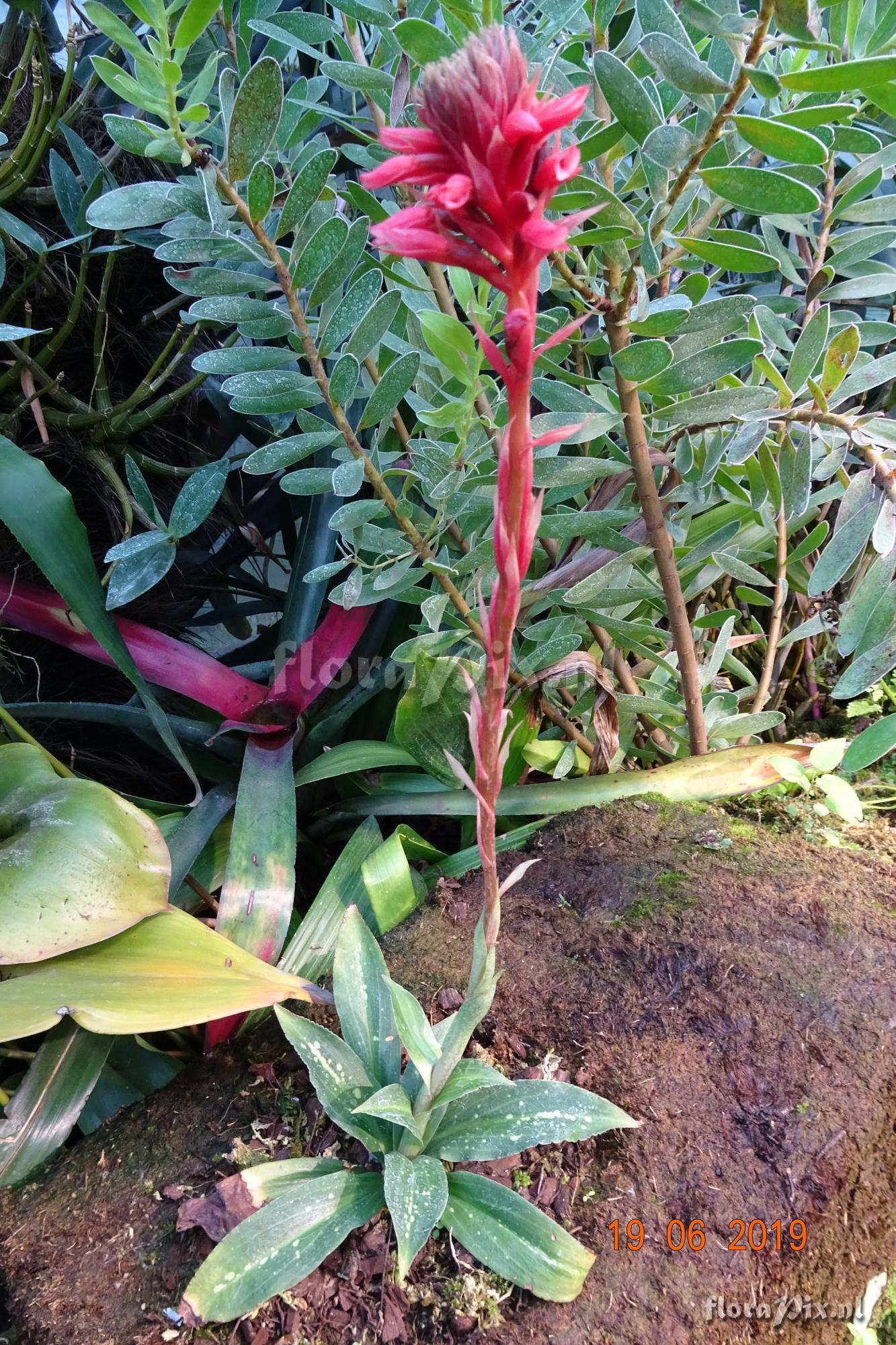 Stenorrynchos speciosum