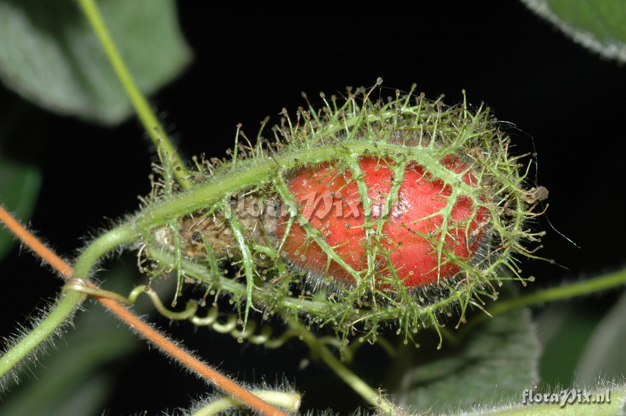 Passiflora 