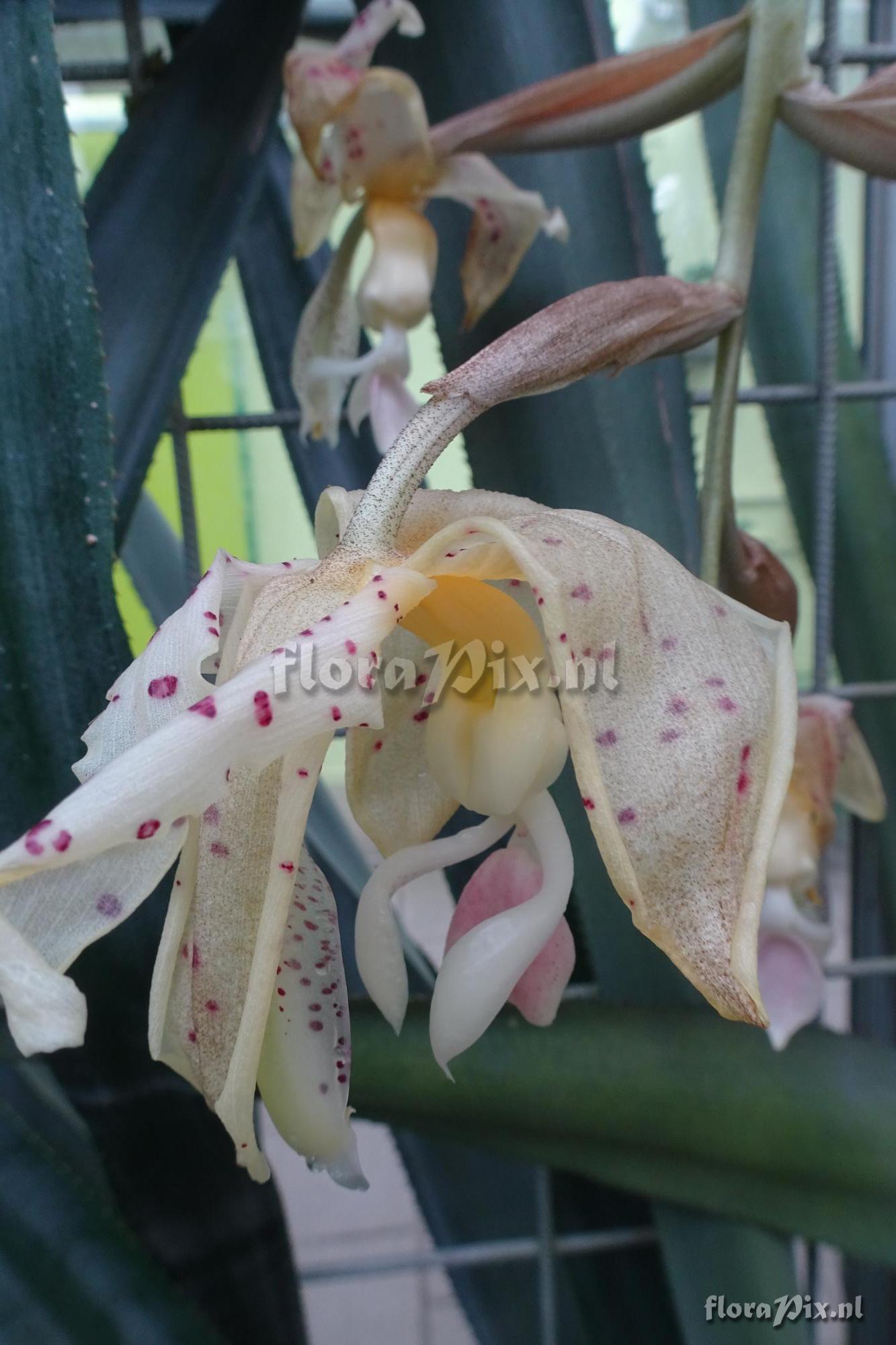 Stanhopea peruviana