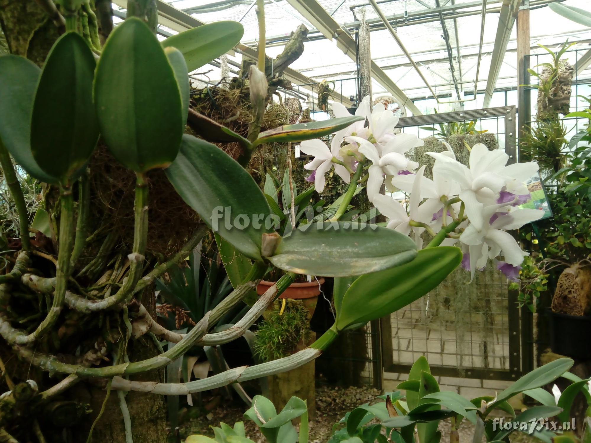 Cattleya intermedia fma coerulea