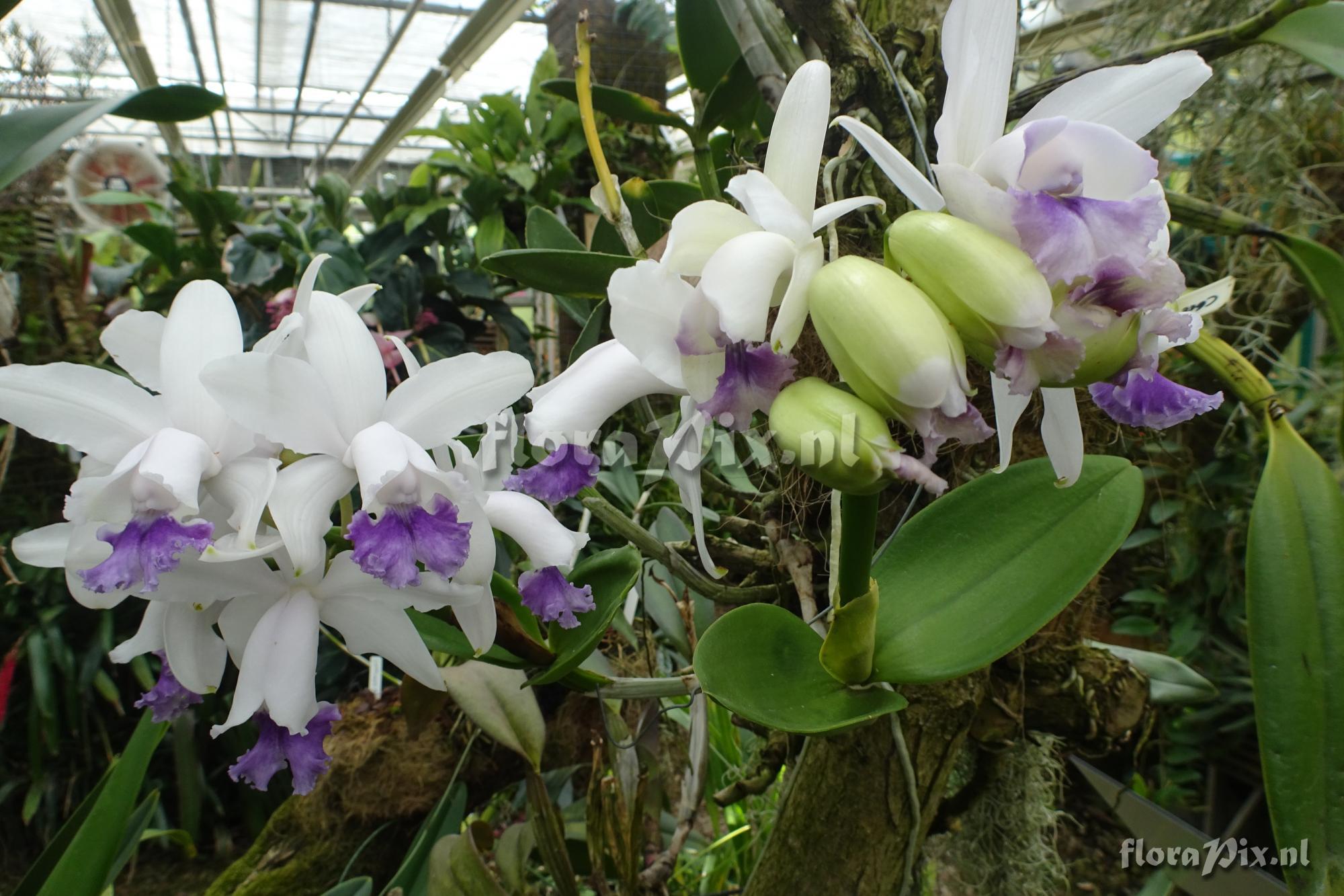 Cattleya intermedia fma coerulea