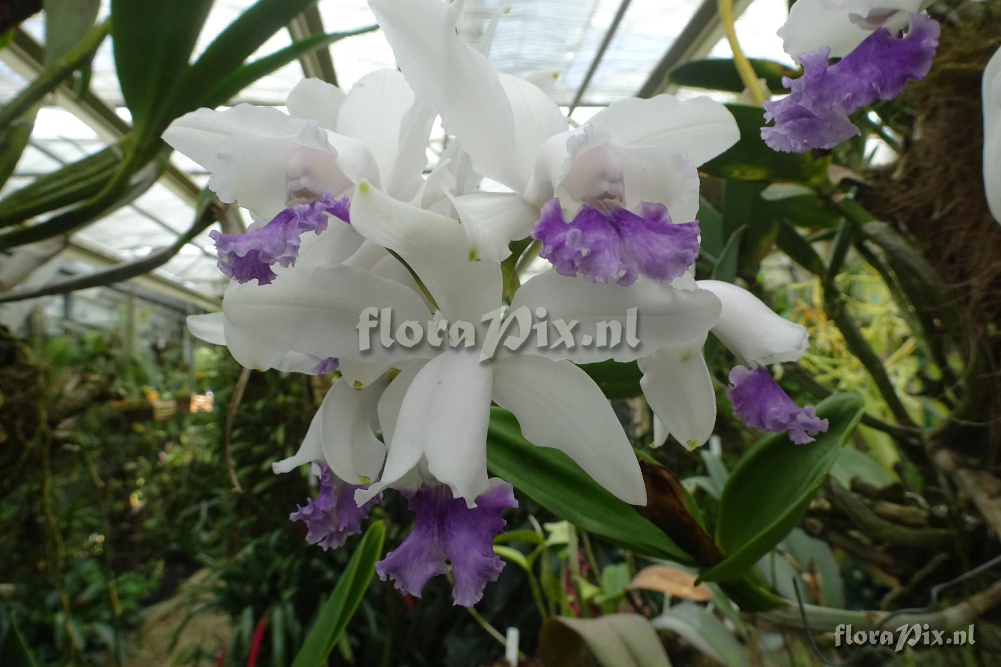 Cattleya intermedia fma coerulea