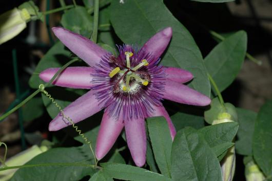 Passiflora 'Justina'