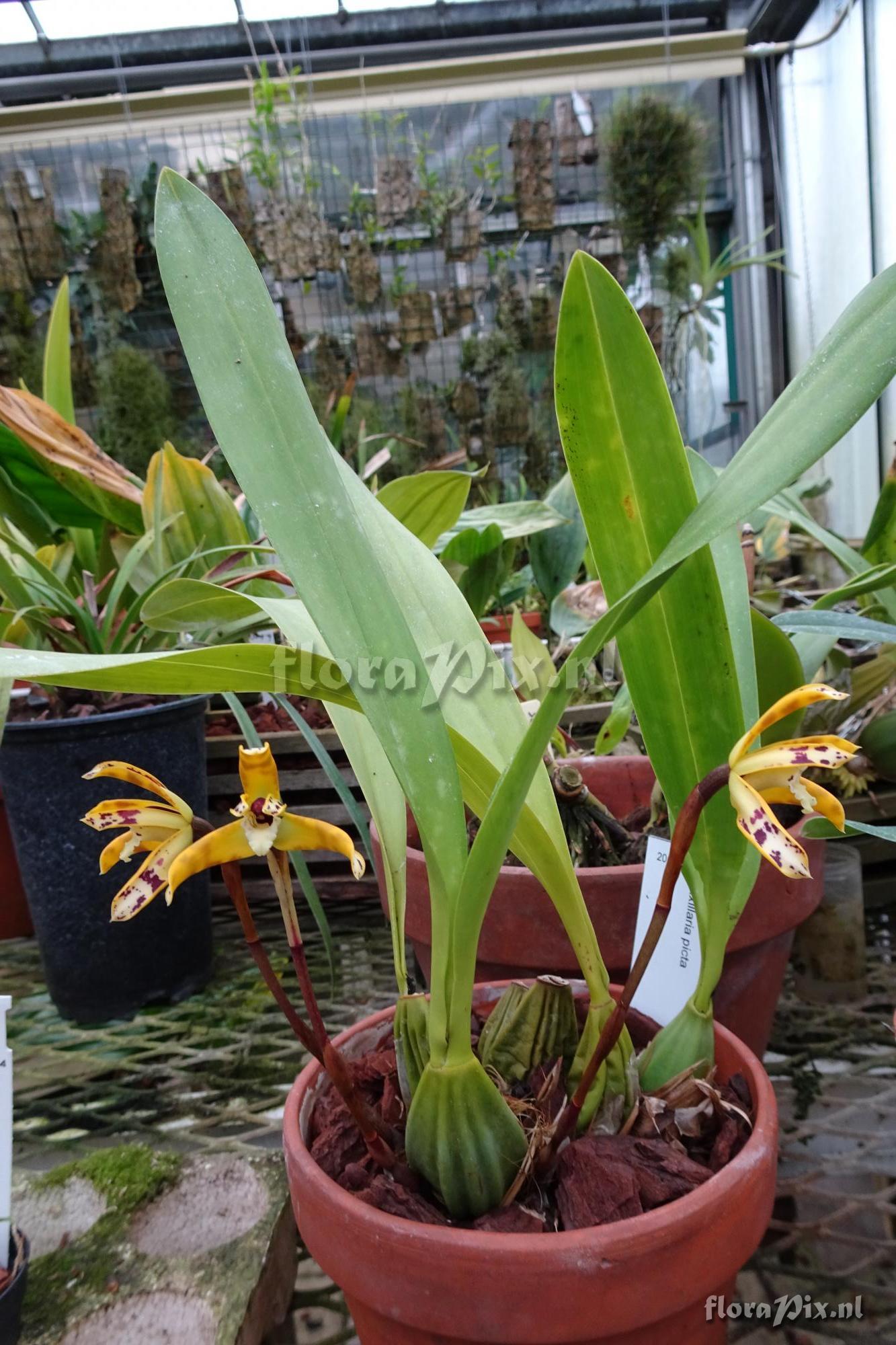 Maxillaria picta