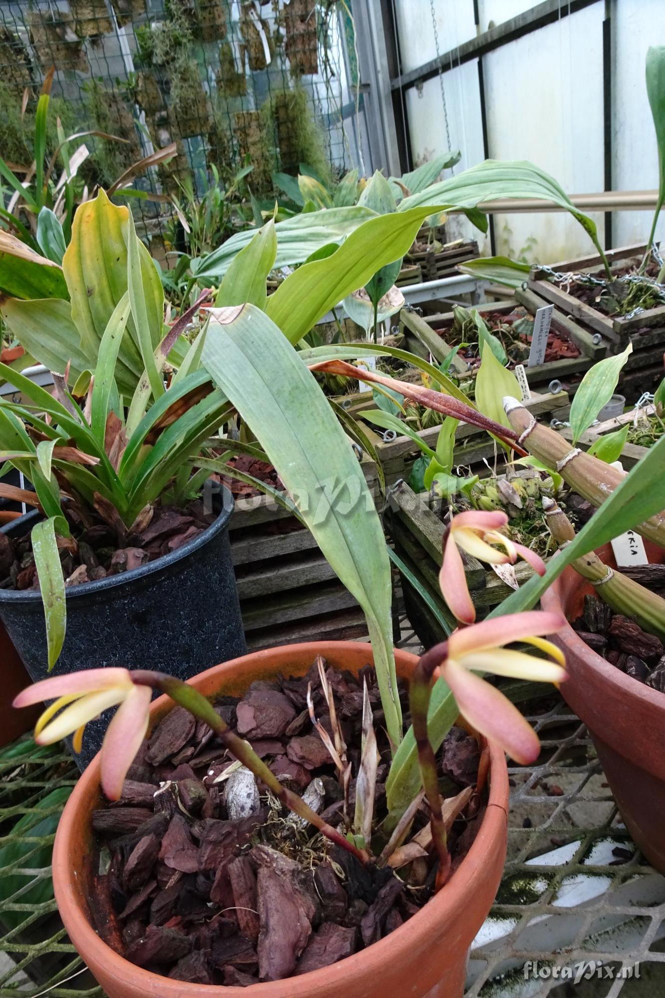 Maxillaria porrecta