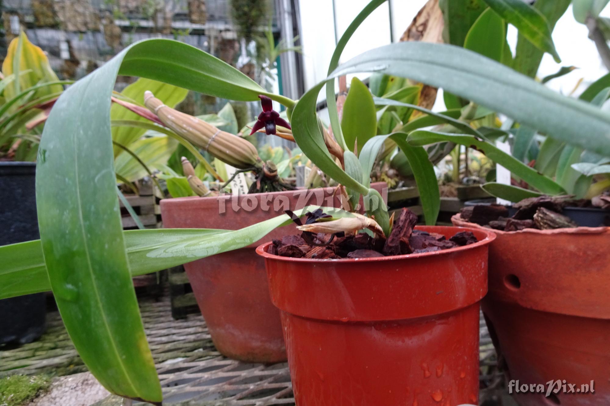 Maxillaria lepitifolia