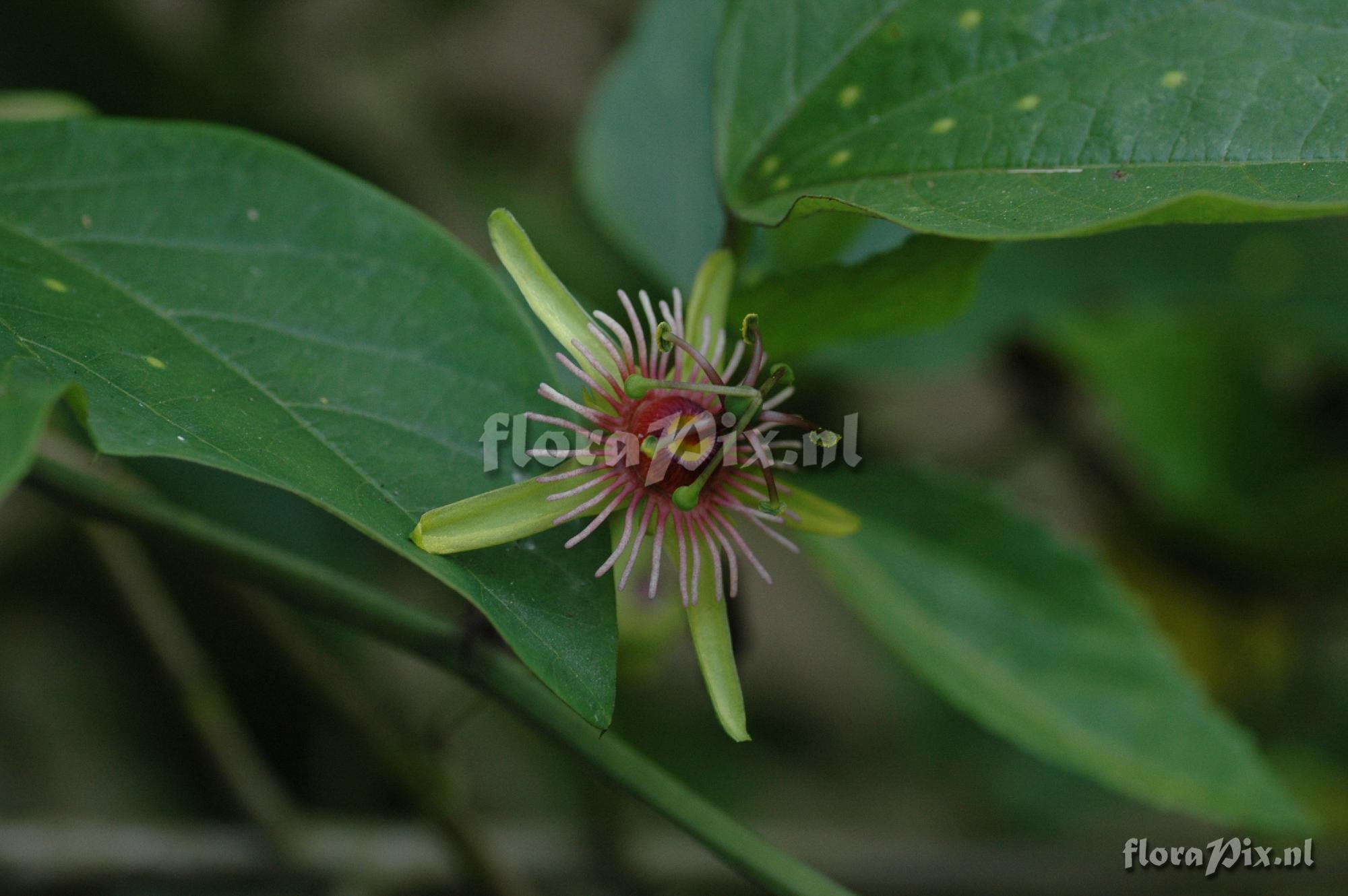 Passiflora jorullensis