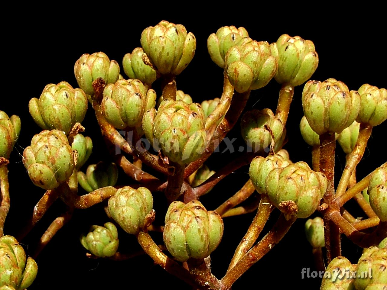 Aeonium x loartei n.n. G. Tavormina