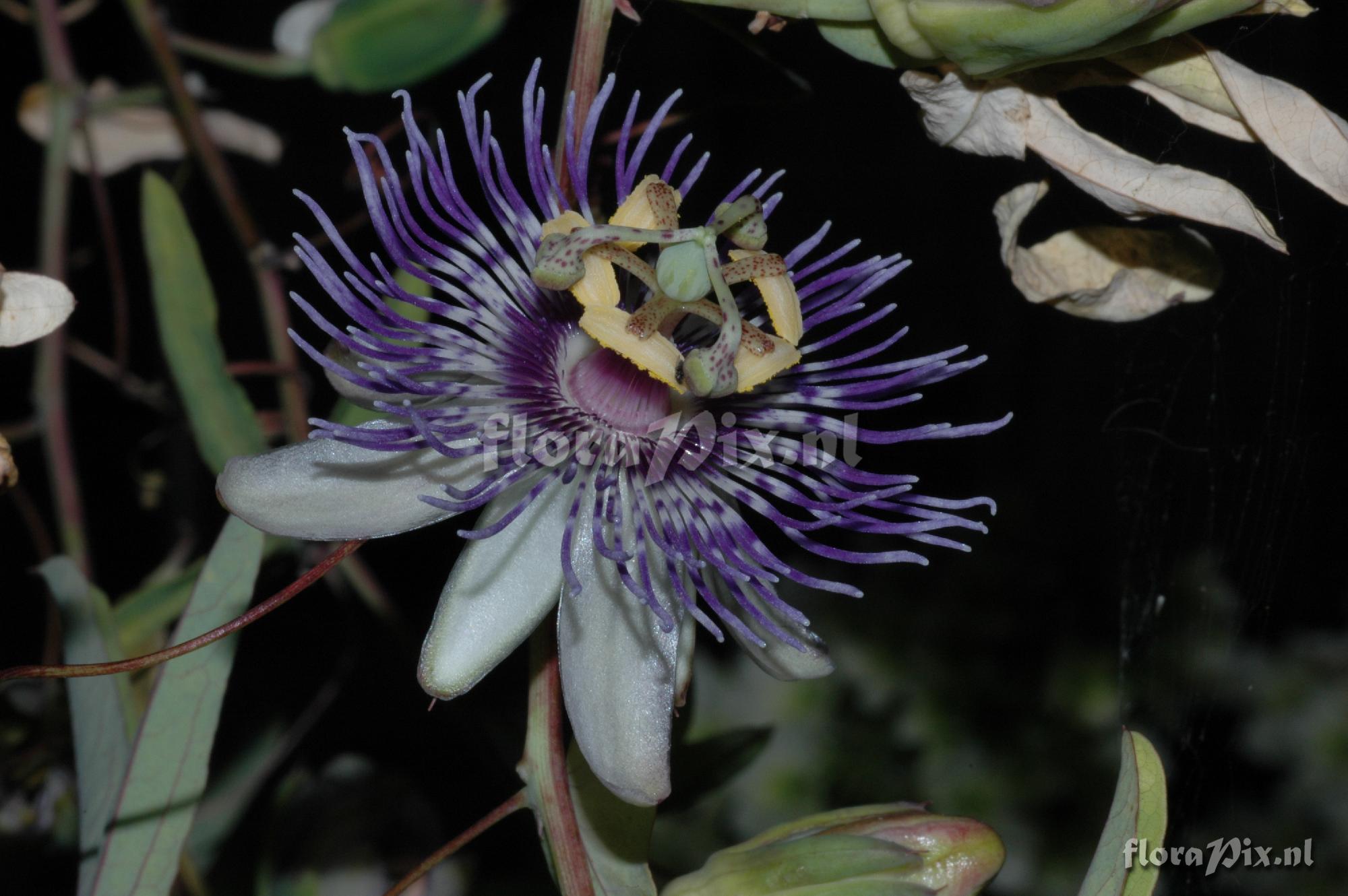 Passiflora mooreana