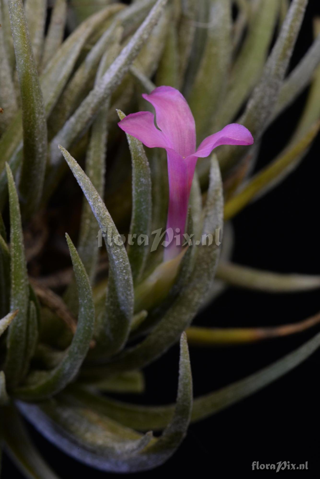 Tillandsia argentina