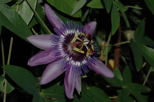 Passiflora 'Purple Pendulum'