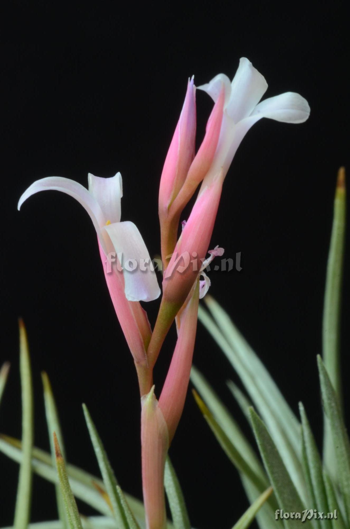 Tillandsia walter-richteri 