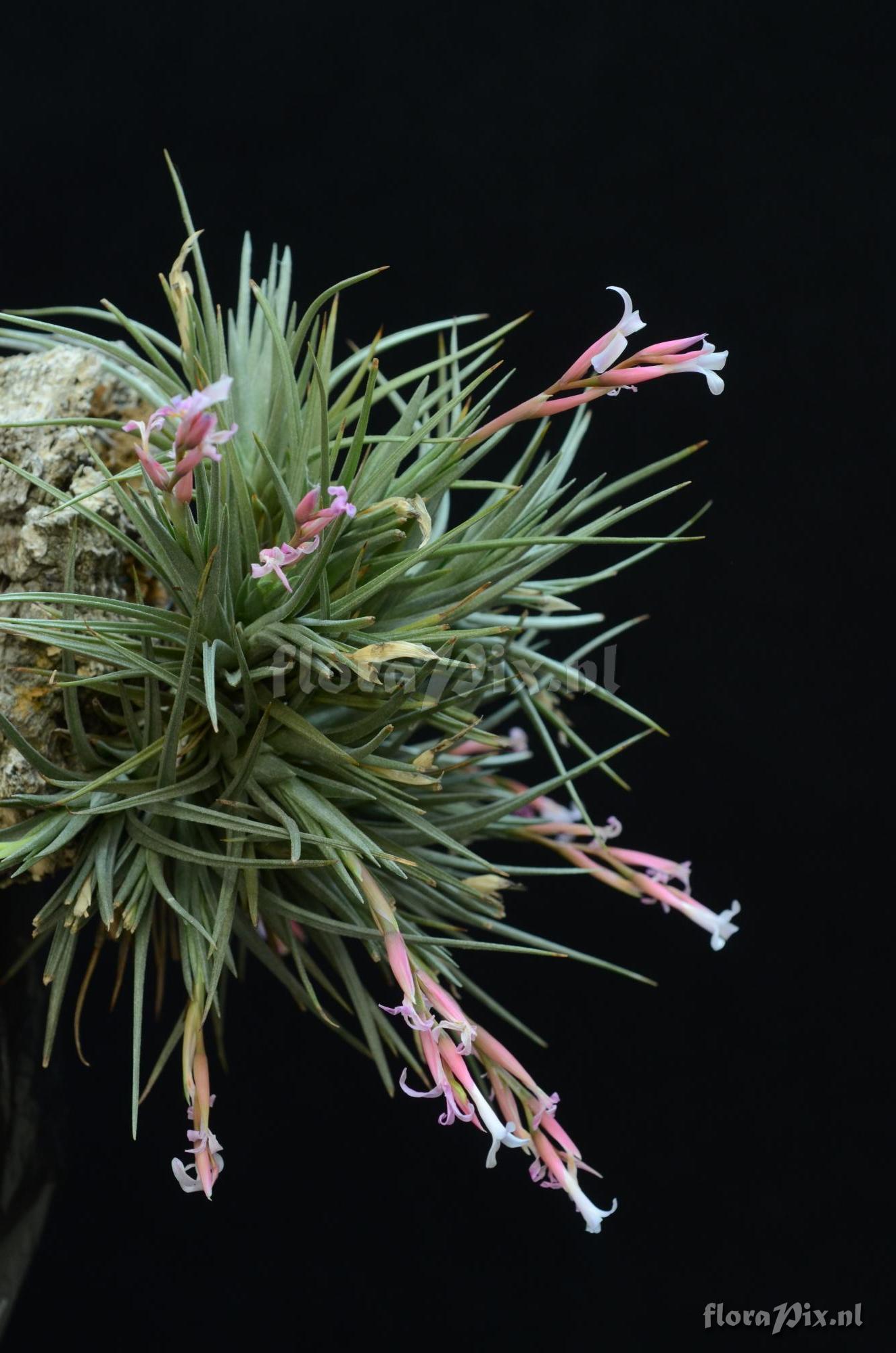 Tillandsia walter-richteri 