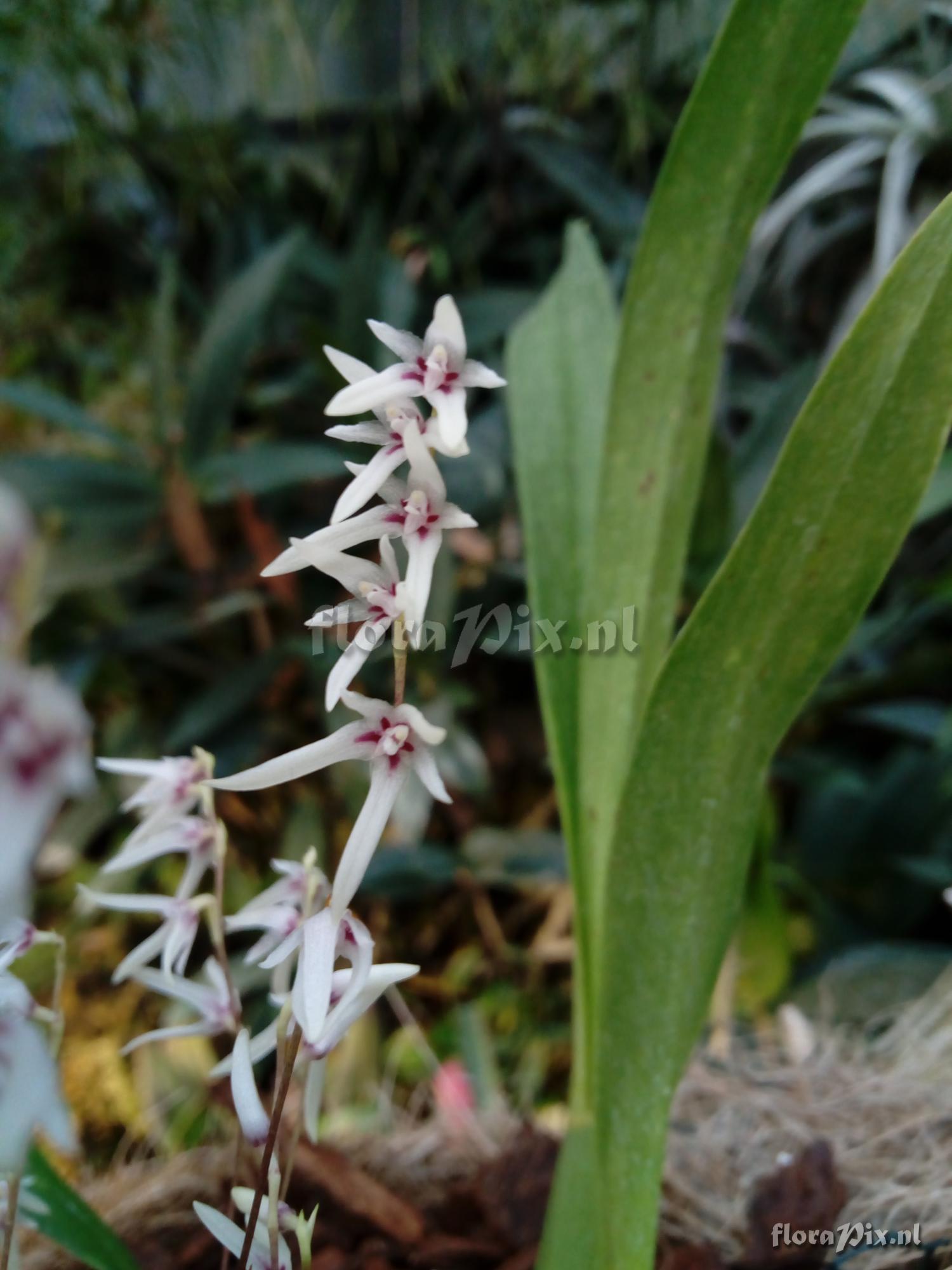 Pleurothallis eugenii