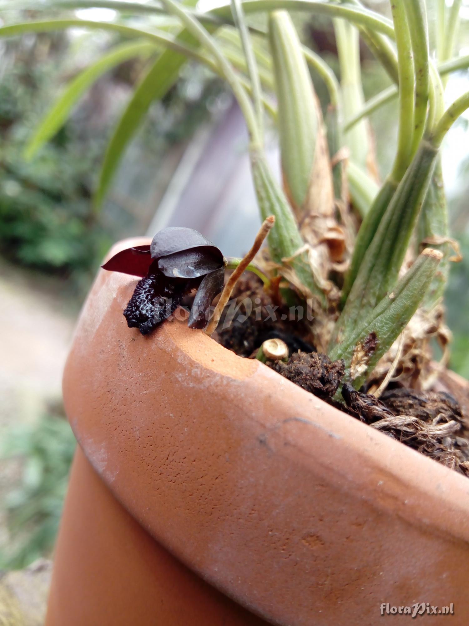 Maxillaria schunkeana