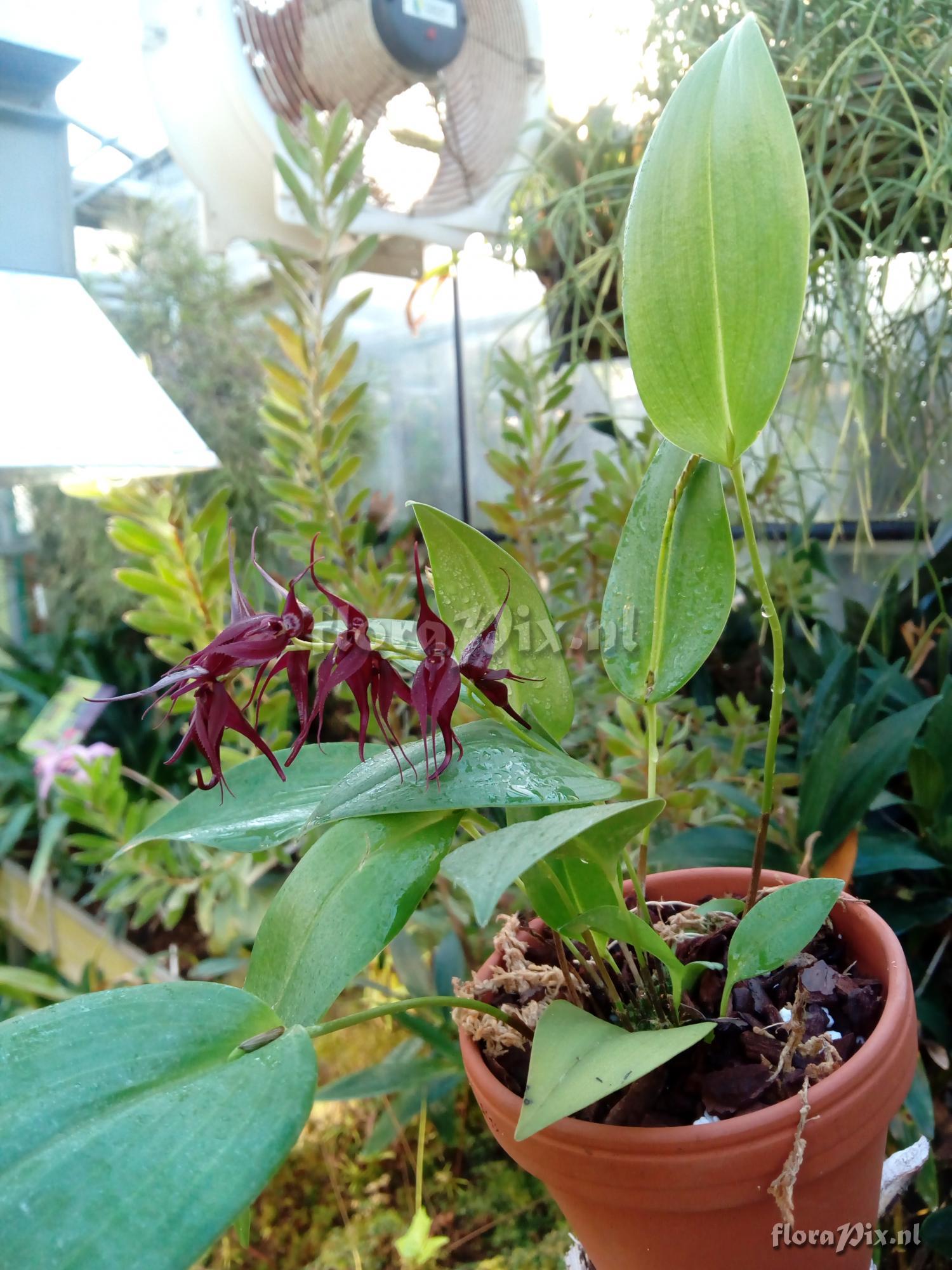 Pleurothallis phalangifera