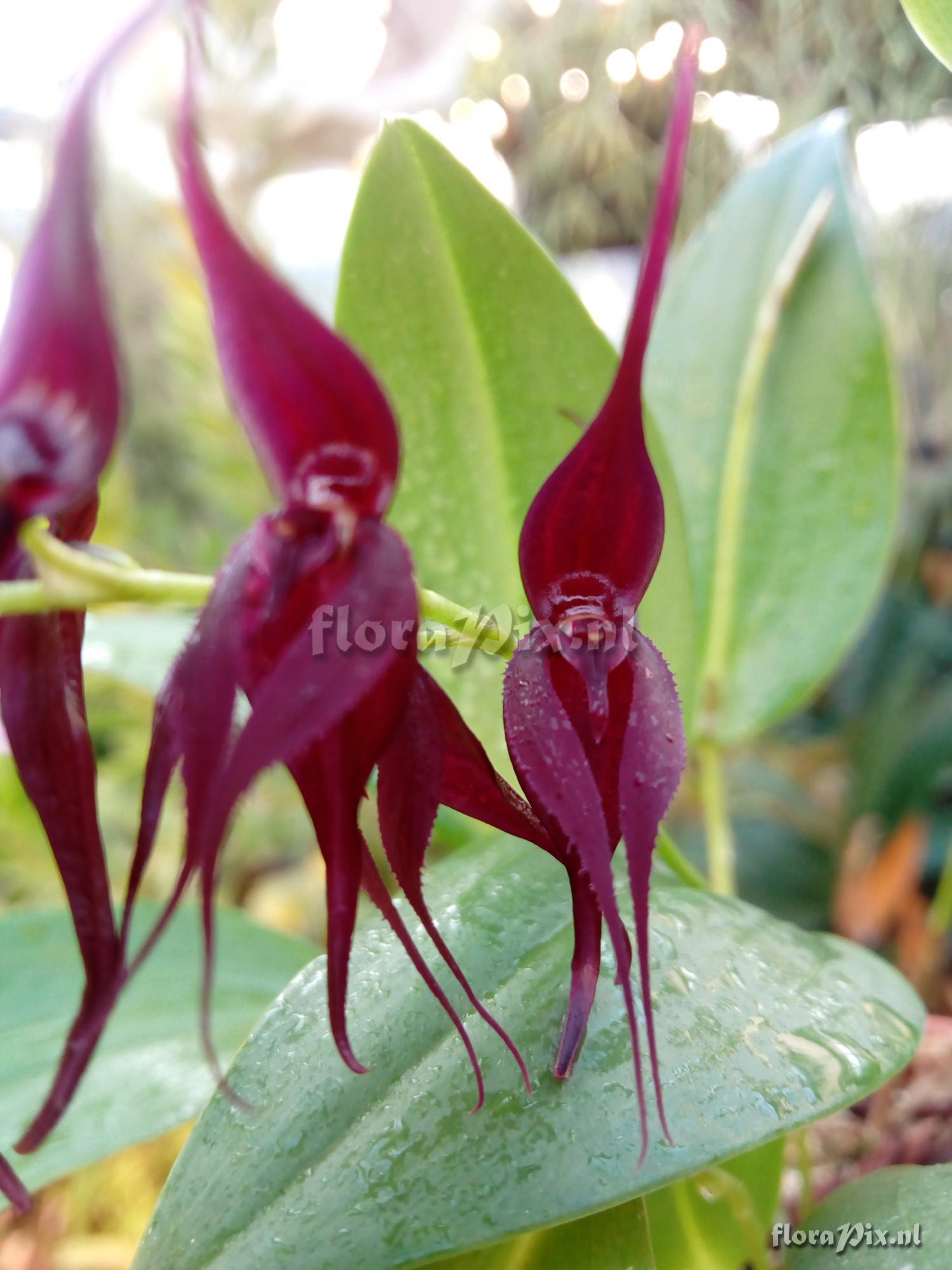 Pleurothallis phalangifera