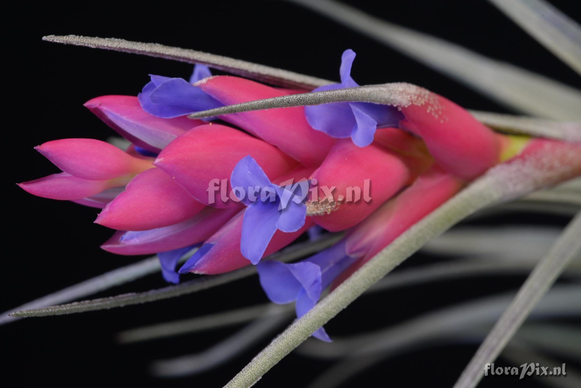 Tillandsia stricta