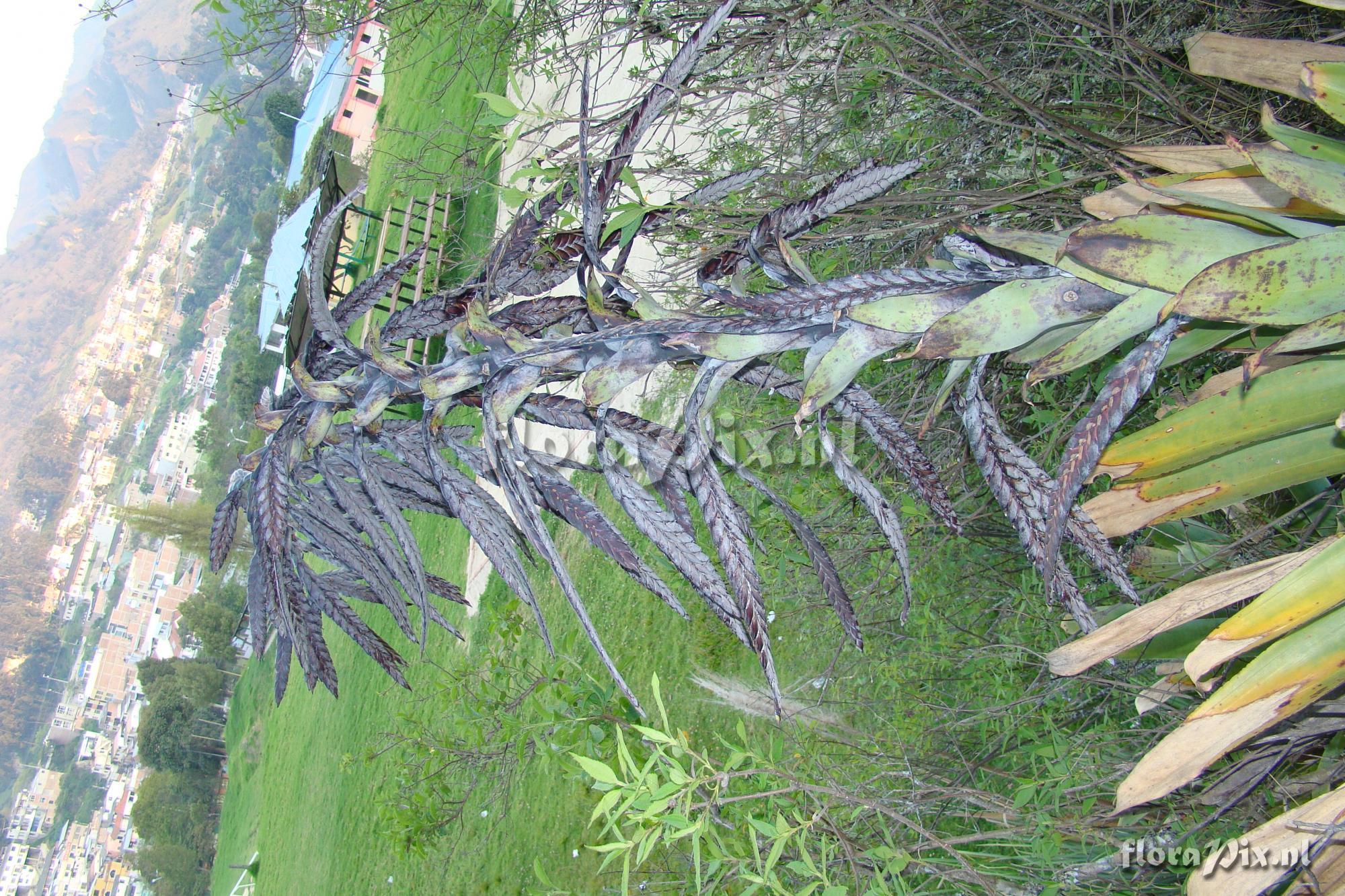 Tillandsia loxensis